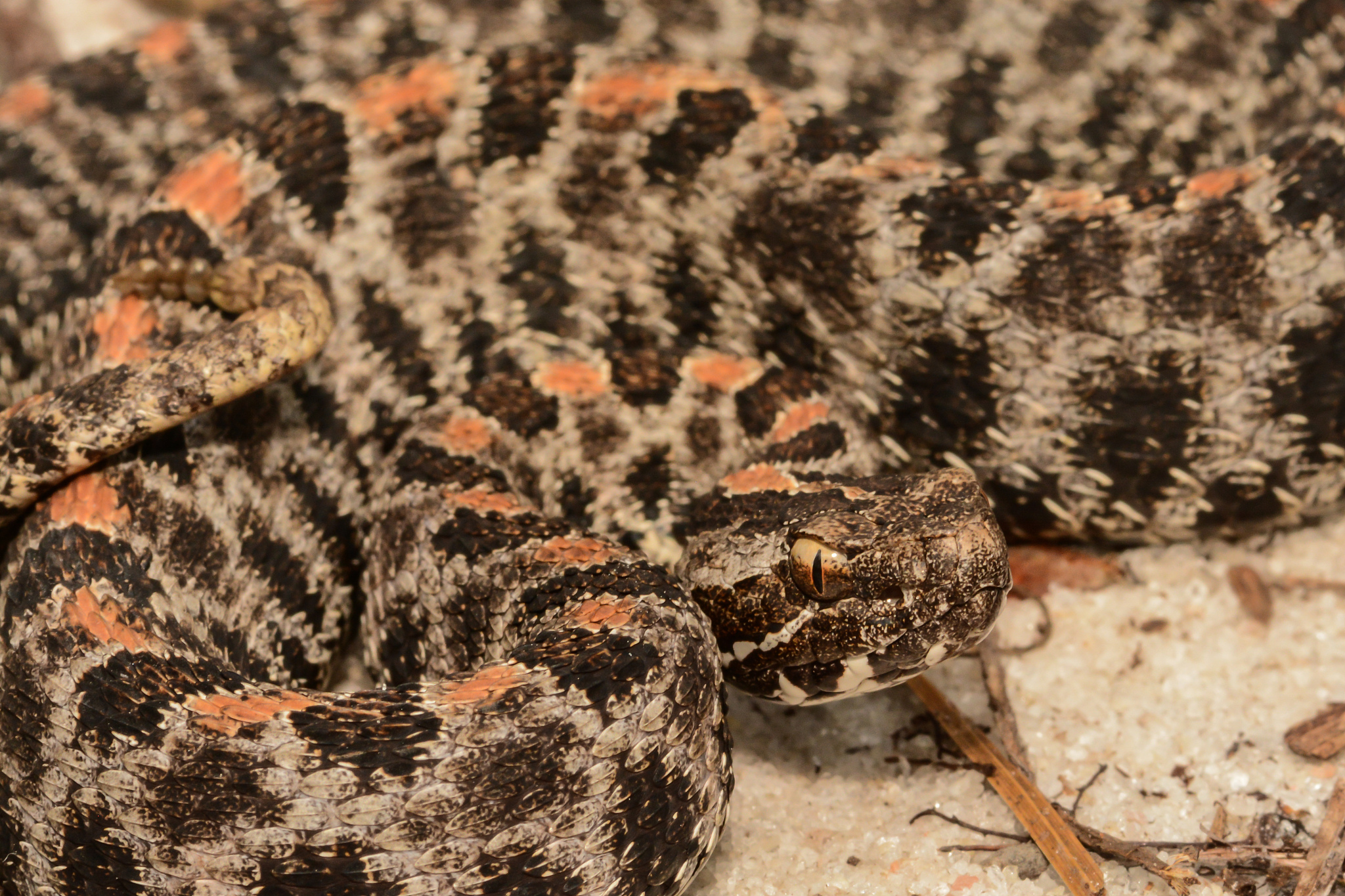 物种分布的变化