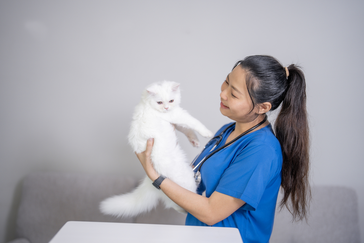 猫奴崛起：为什么越来越多的人选择养猫？
