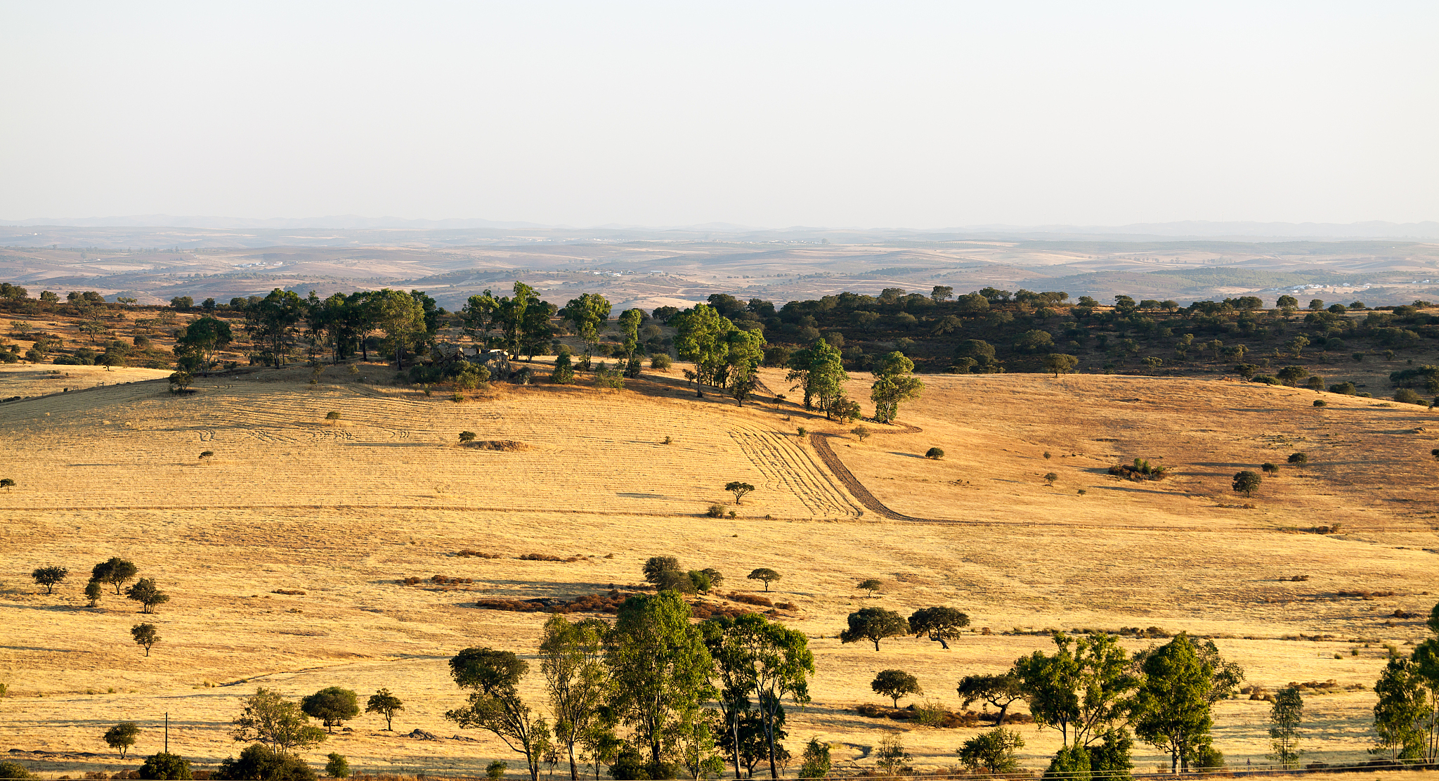rural landscape with grassland and trees