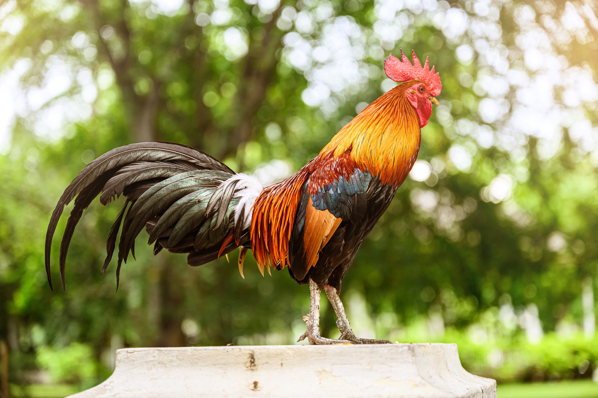 beautiful chicken in the garden.