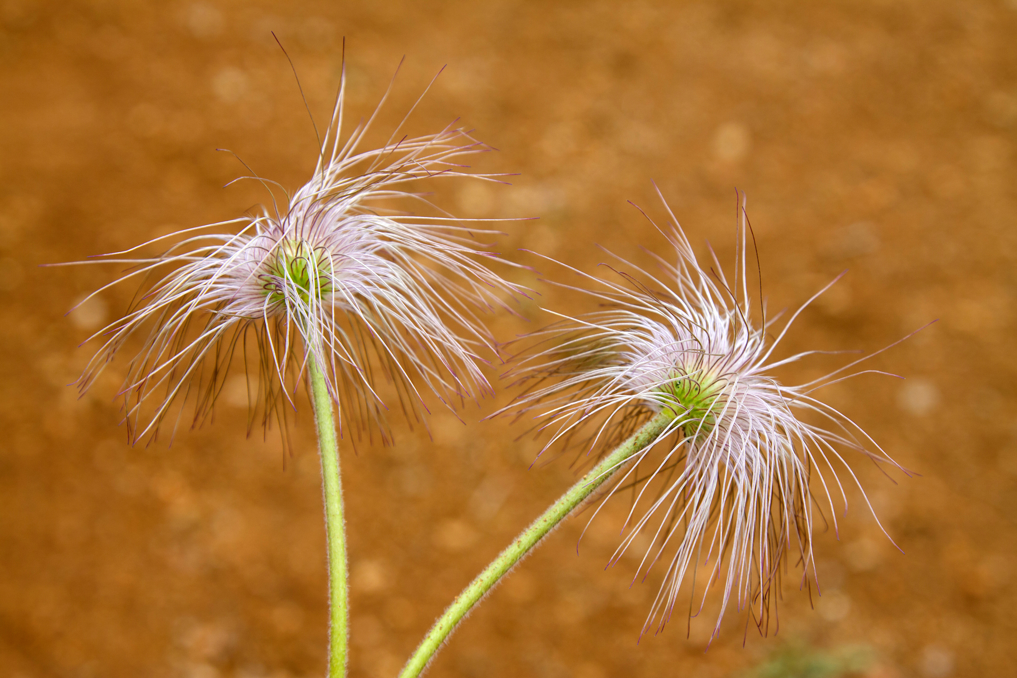 wild plant in baiyang valley, china