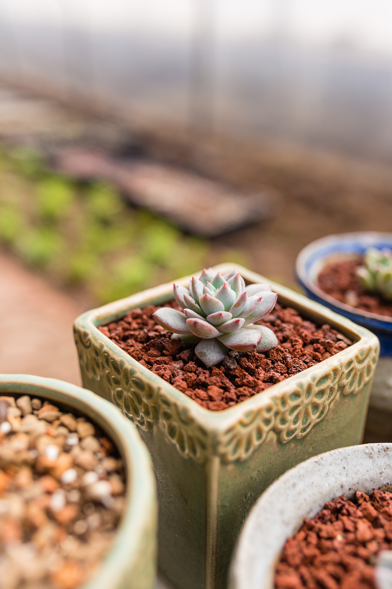 多肉植物最爱的土壤：肥沃、排水好，PH值很重要！