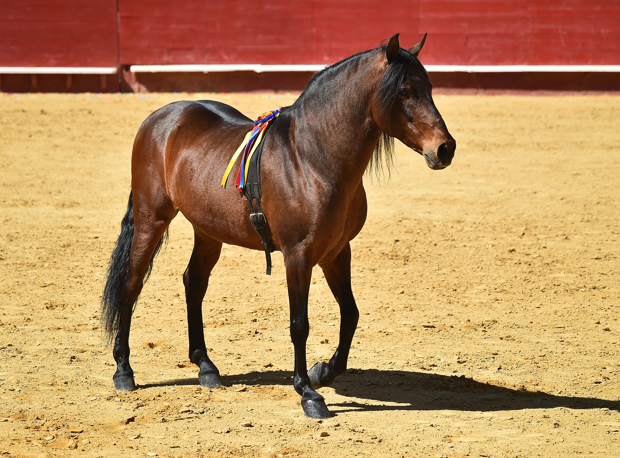 horse