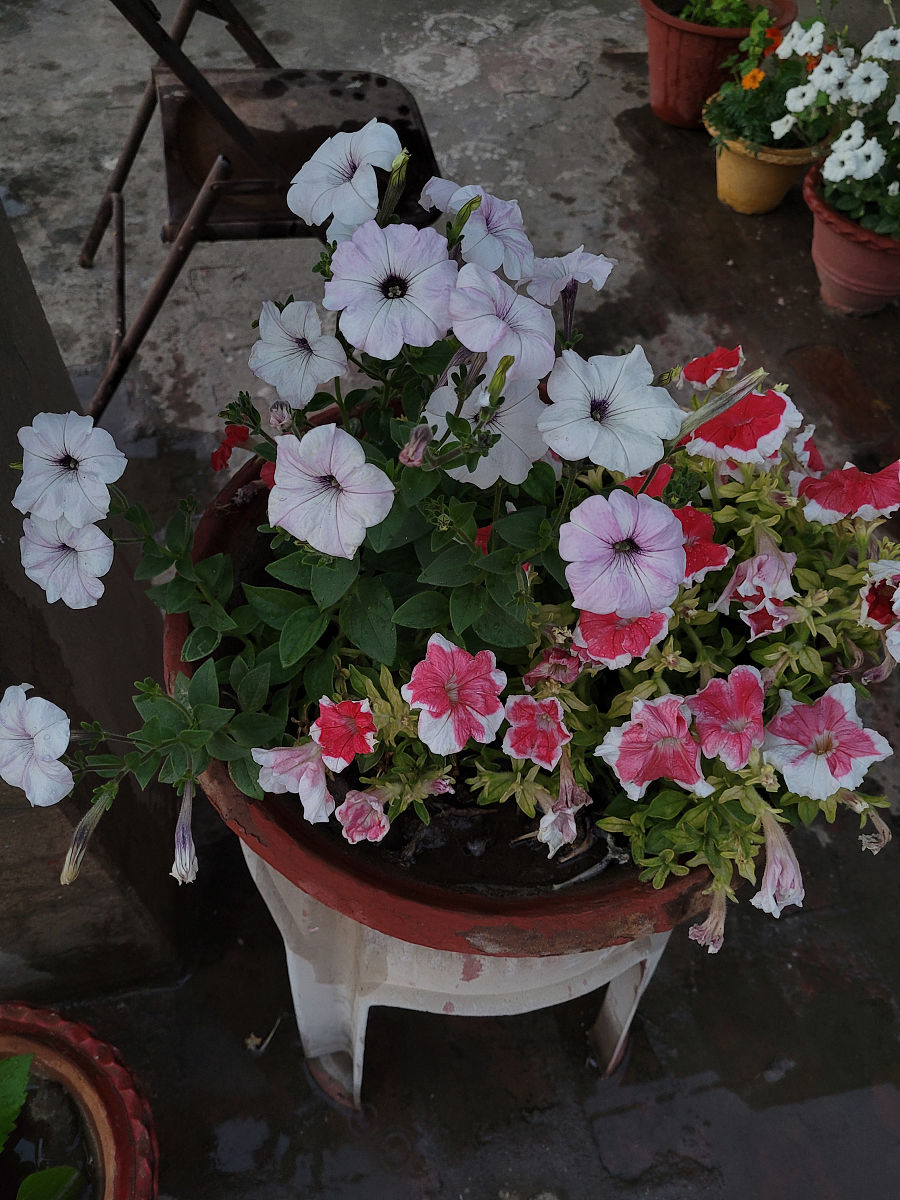 奶粉罐可以栽天竺葵吗