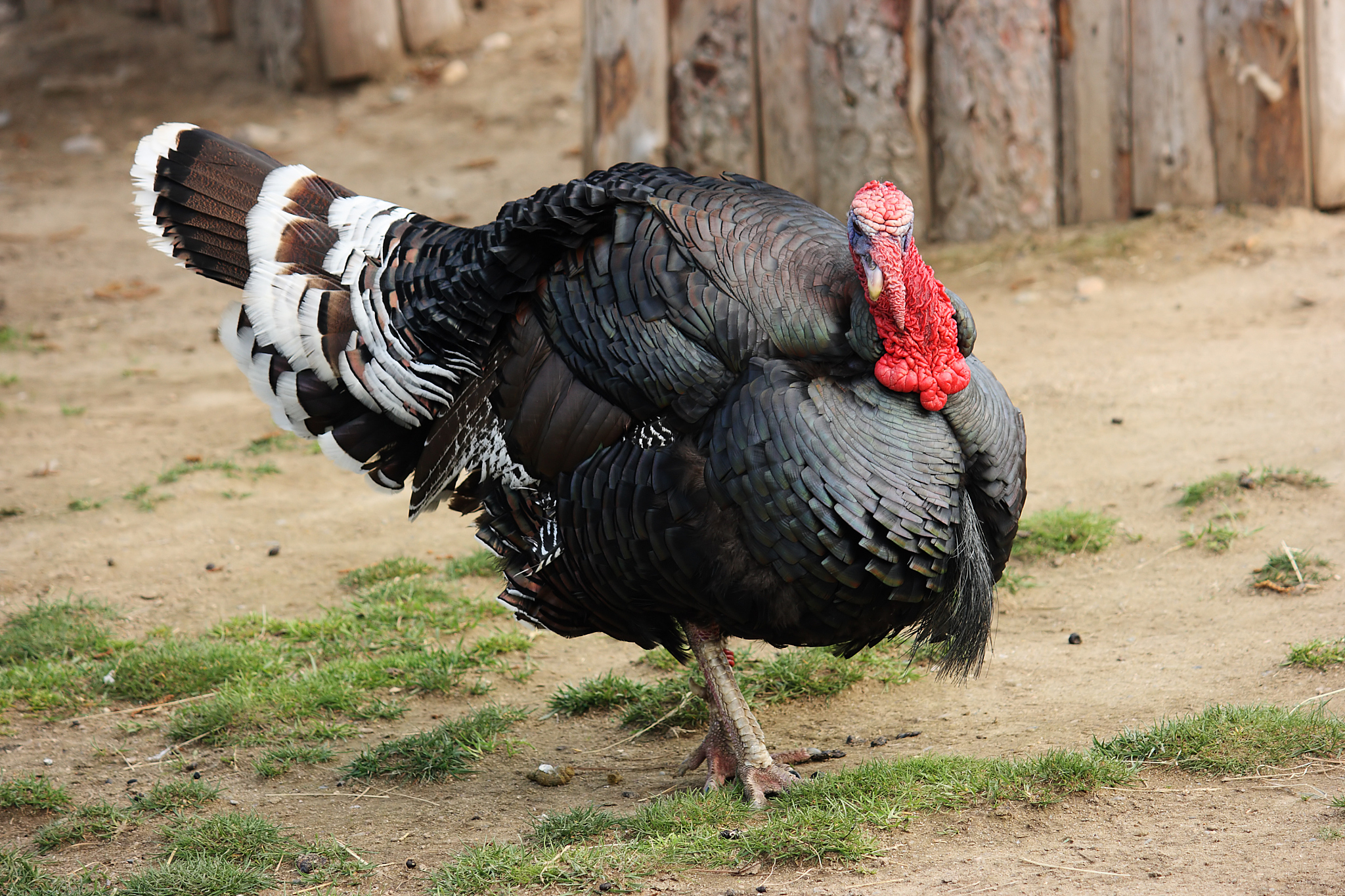 turkey