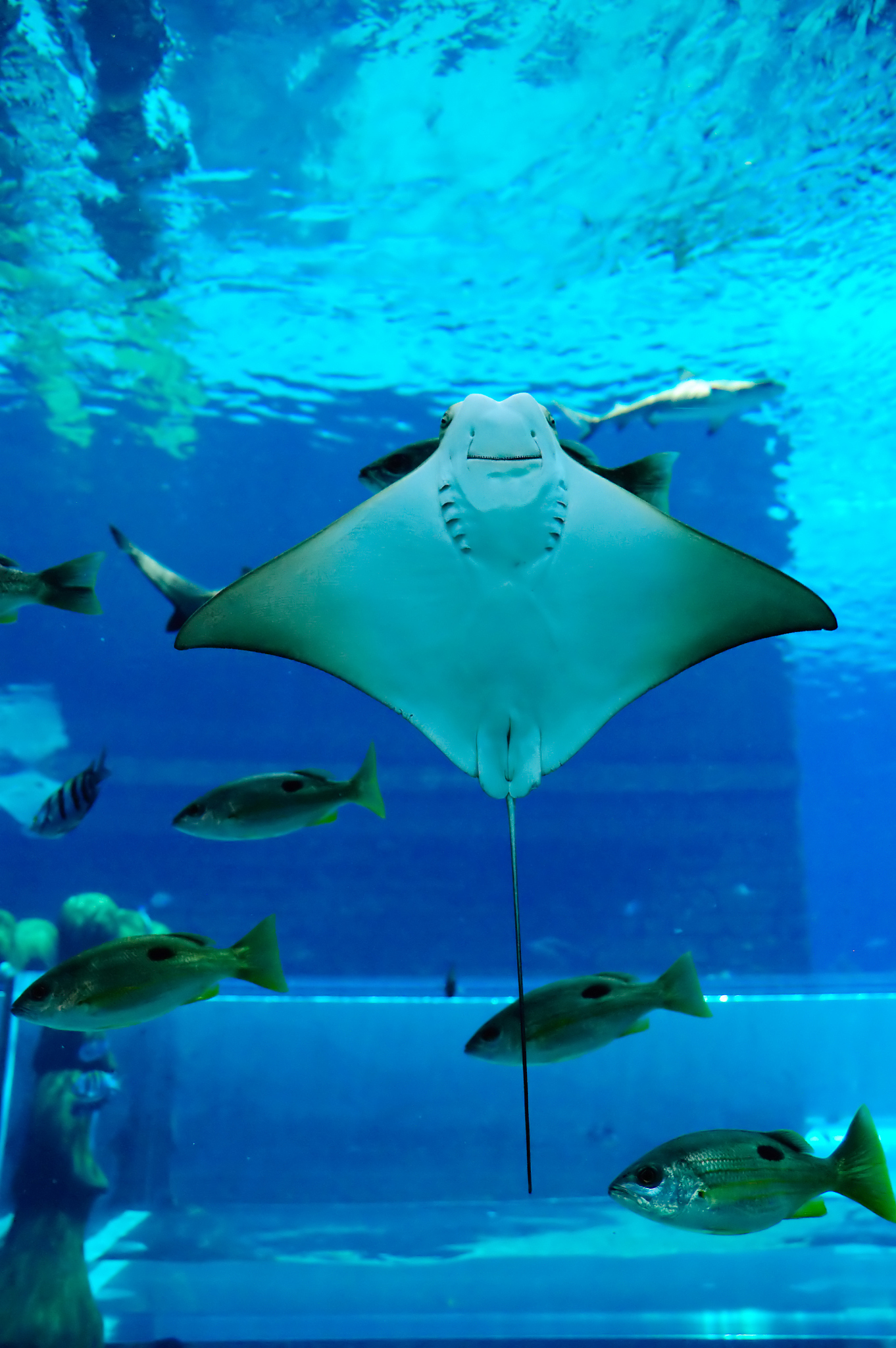 smiley ray in the aquarium, dubai, uae