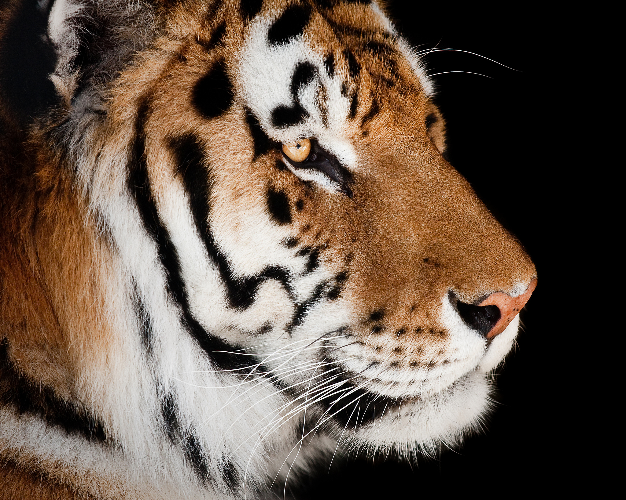 生肖虎帮我用200字详细描述