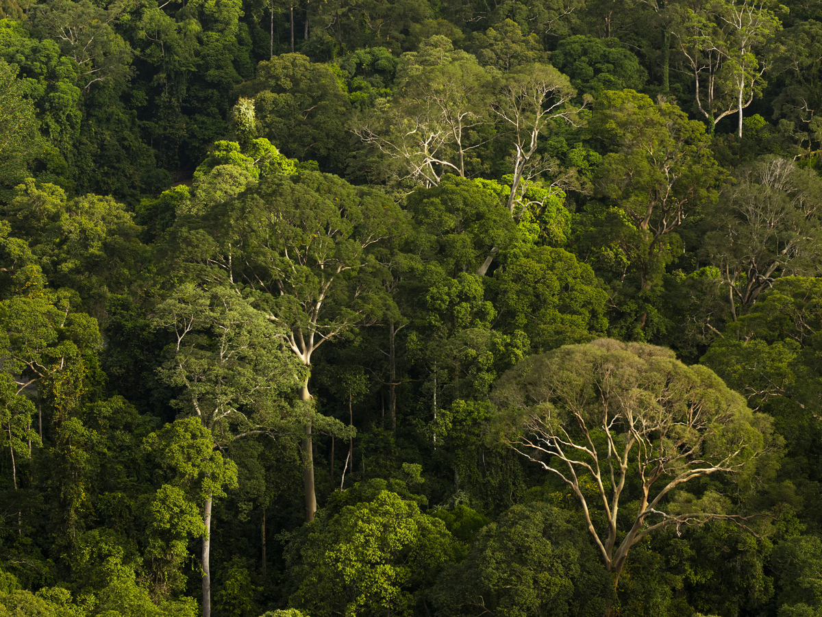 丛林密布是什么意思_词语丛林密布的意思