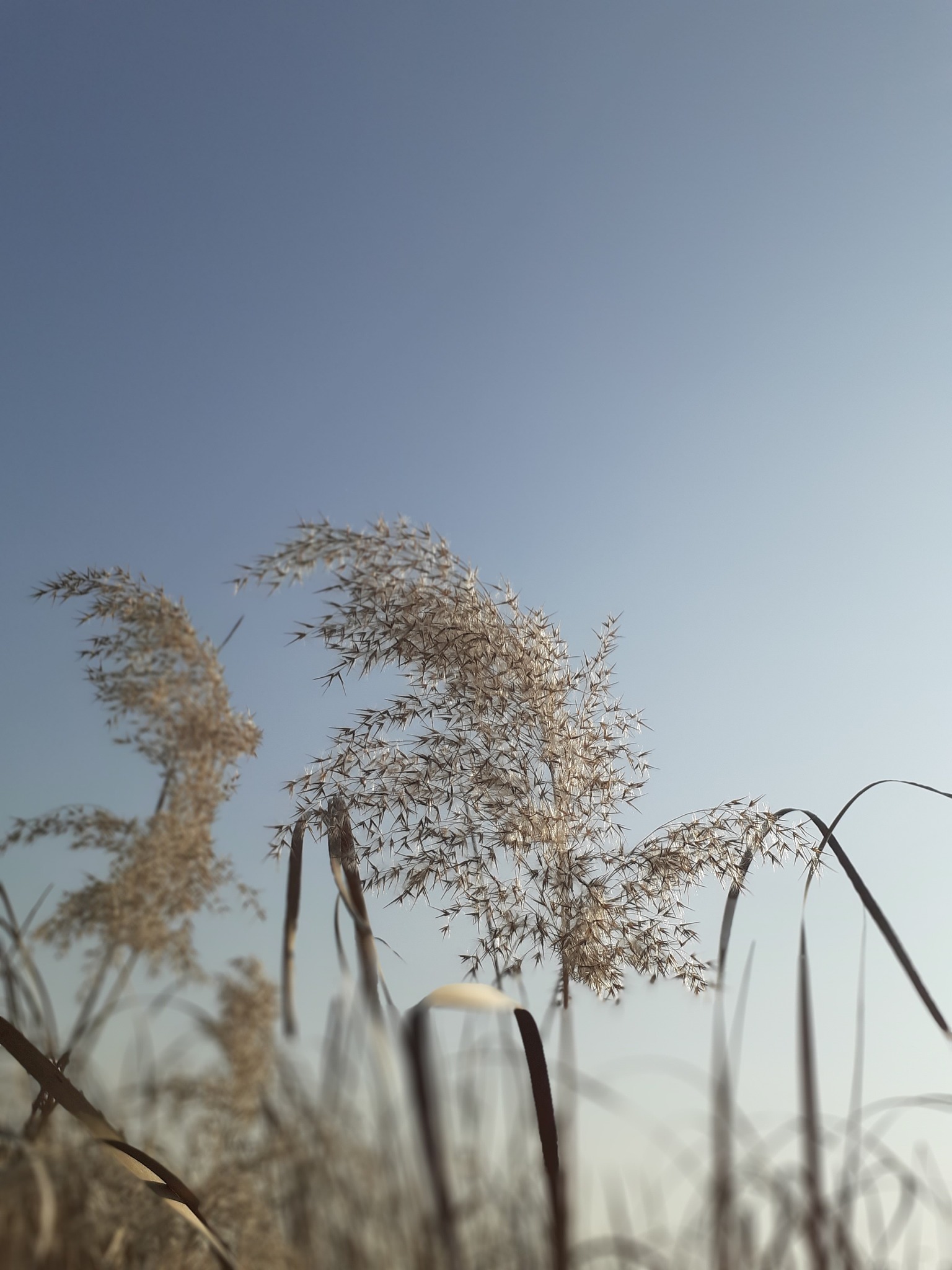 蒹葭苍苍，曲无悲怆：秋水长天，守望伊人