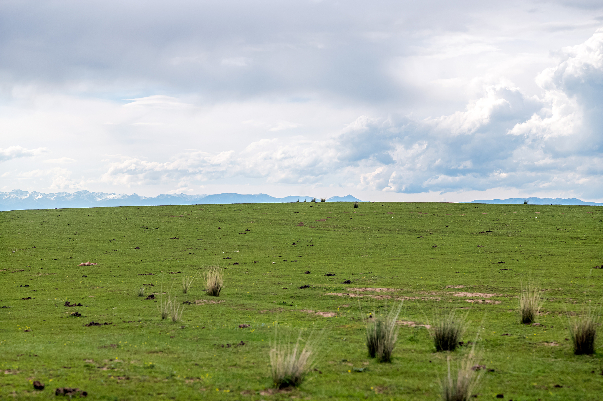 请整理以下引言草地的高效可持续利用是现代畜牧业高质量发展的重要基础1。发展草地不仅生产了大量优质饲草弥补家畜饲草不足缓解天然草地放牧压力和农区冬春饲草料短缺还能改善土壤肥力固碳增汇增强系统可持续性2。甘南草原是指我国青藏高原东北边缘地带甘肃甘南藏族自治州境内的天然草地曾被称为亚洲第一牧场 3。 近几十年来受全球气候变化的影响加之不合理的草地利用方式甘南草原呈现退化的趋势定点监测数据显示甘南草原退化