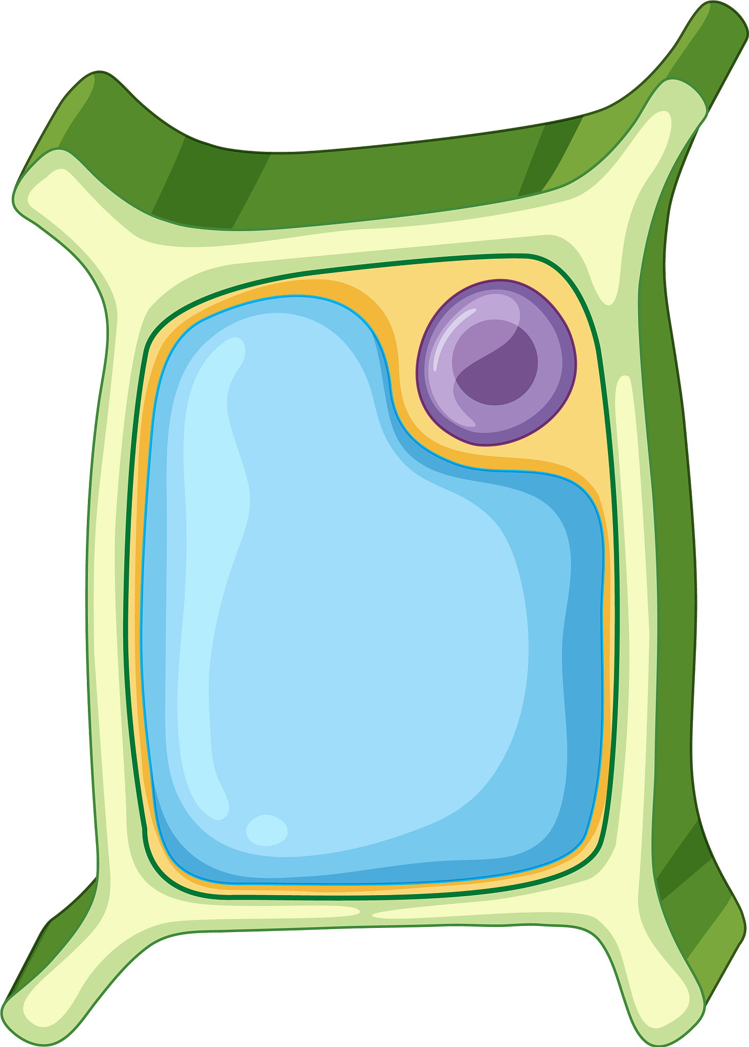 diagram showing plant cell