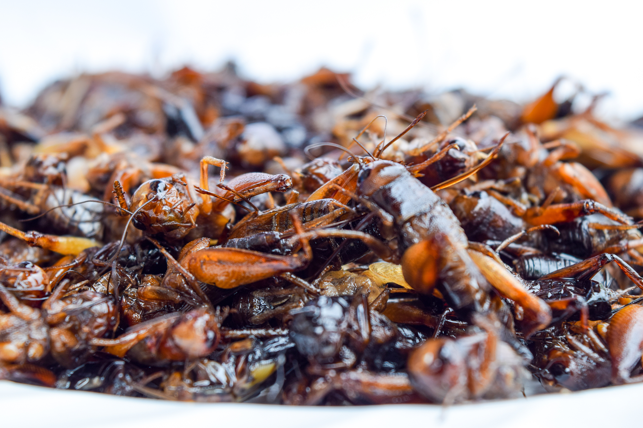 昆虫美食：营养价值、市场前景与环境意义