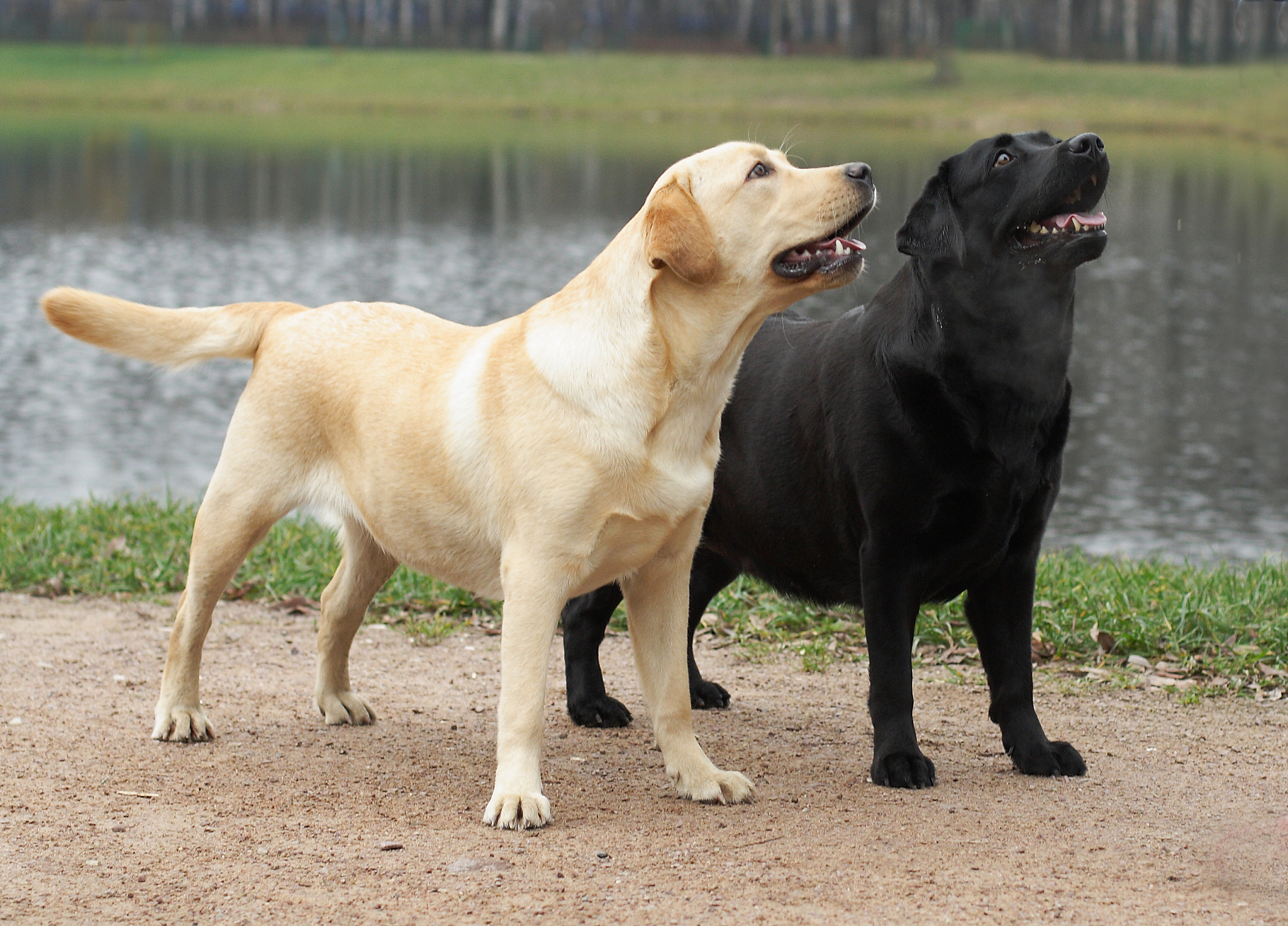 狗狗品种大全：20种常见犬种介绍