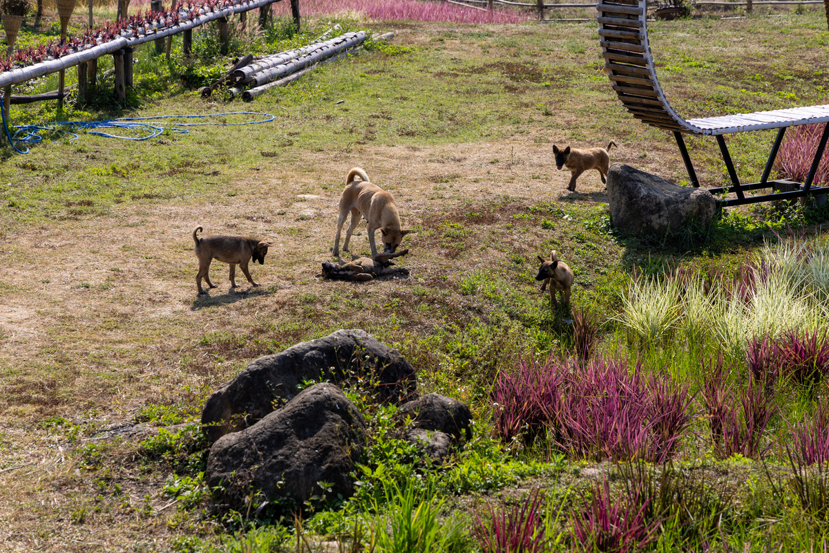 关于动物森林野营之类的的英文