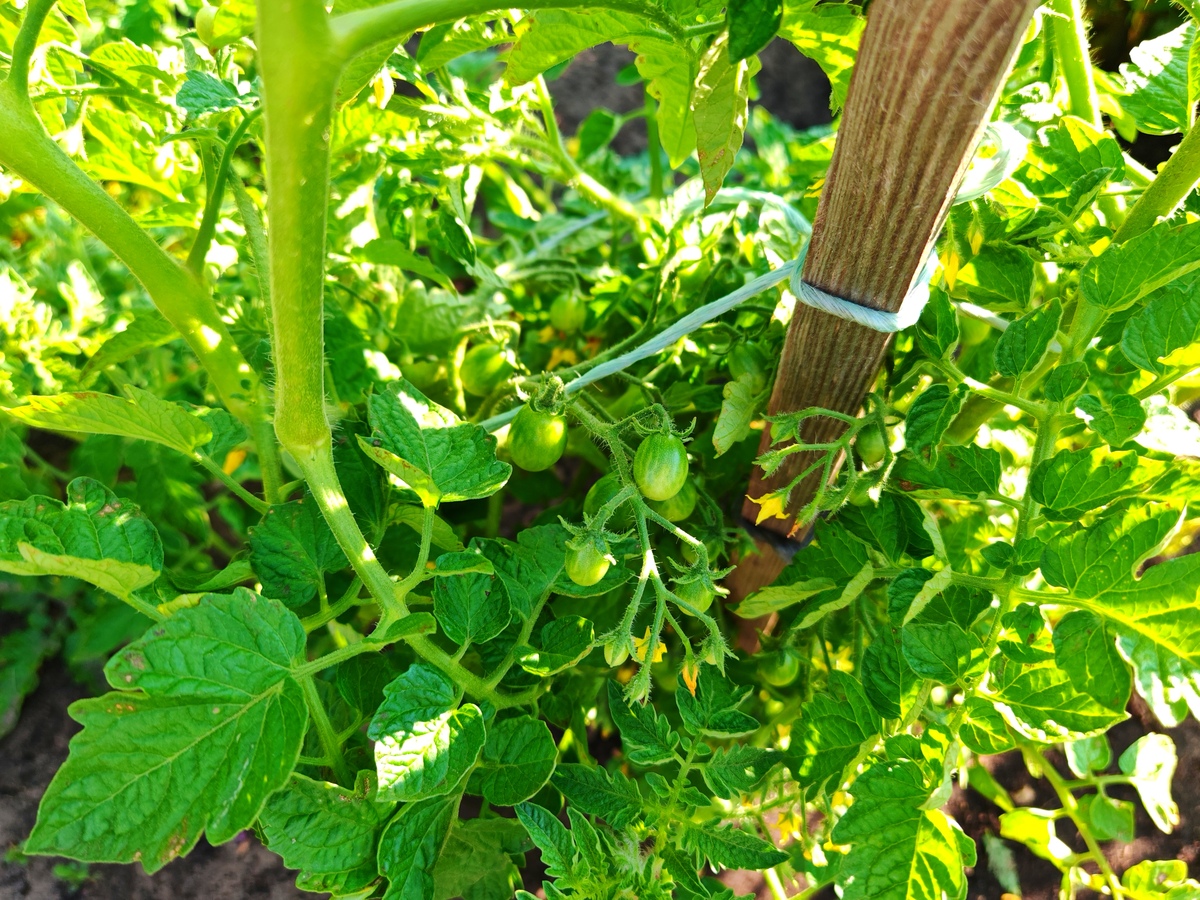 番茄树冠图像获取技术