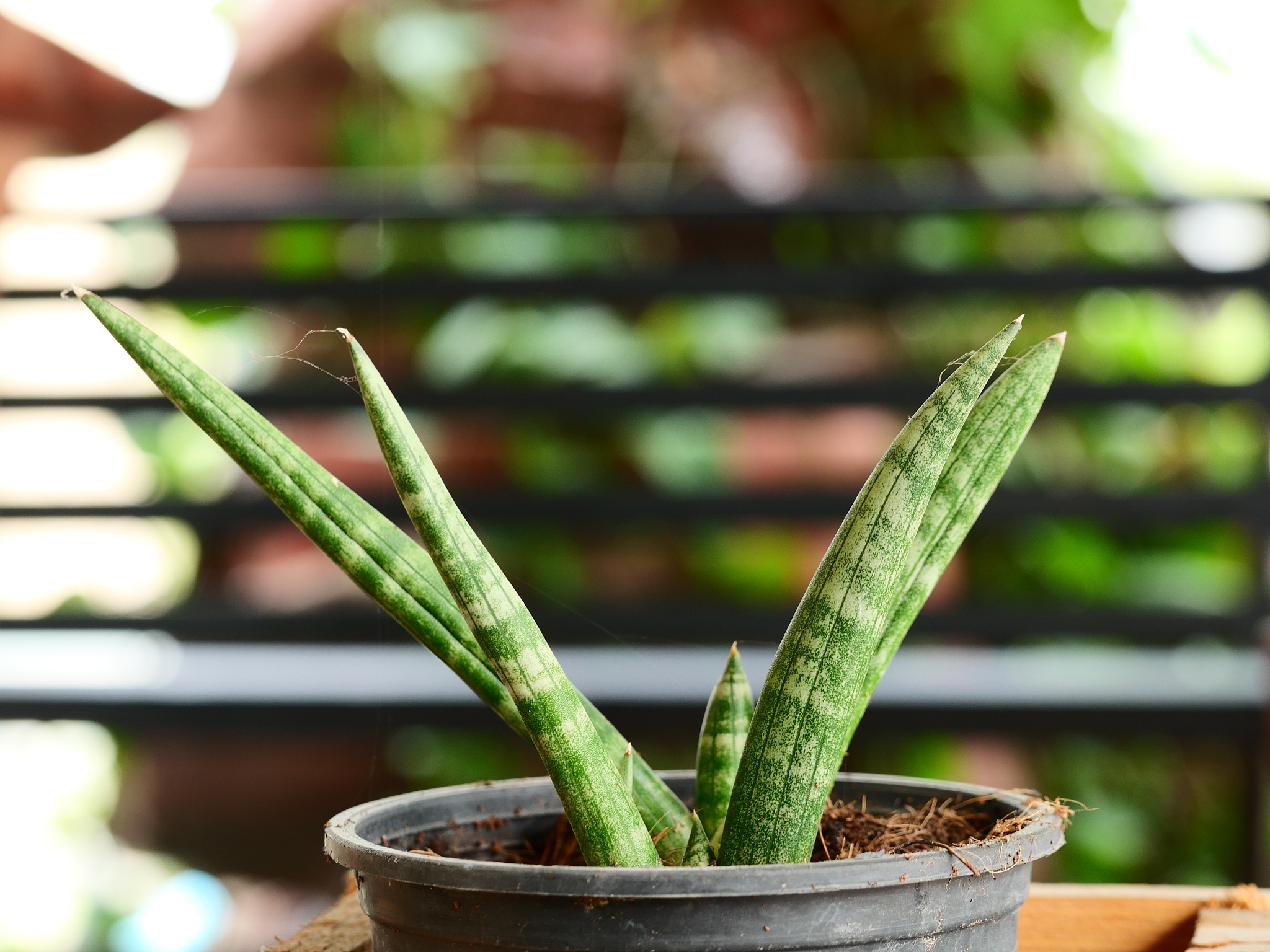 sansevieria on the ground