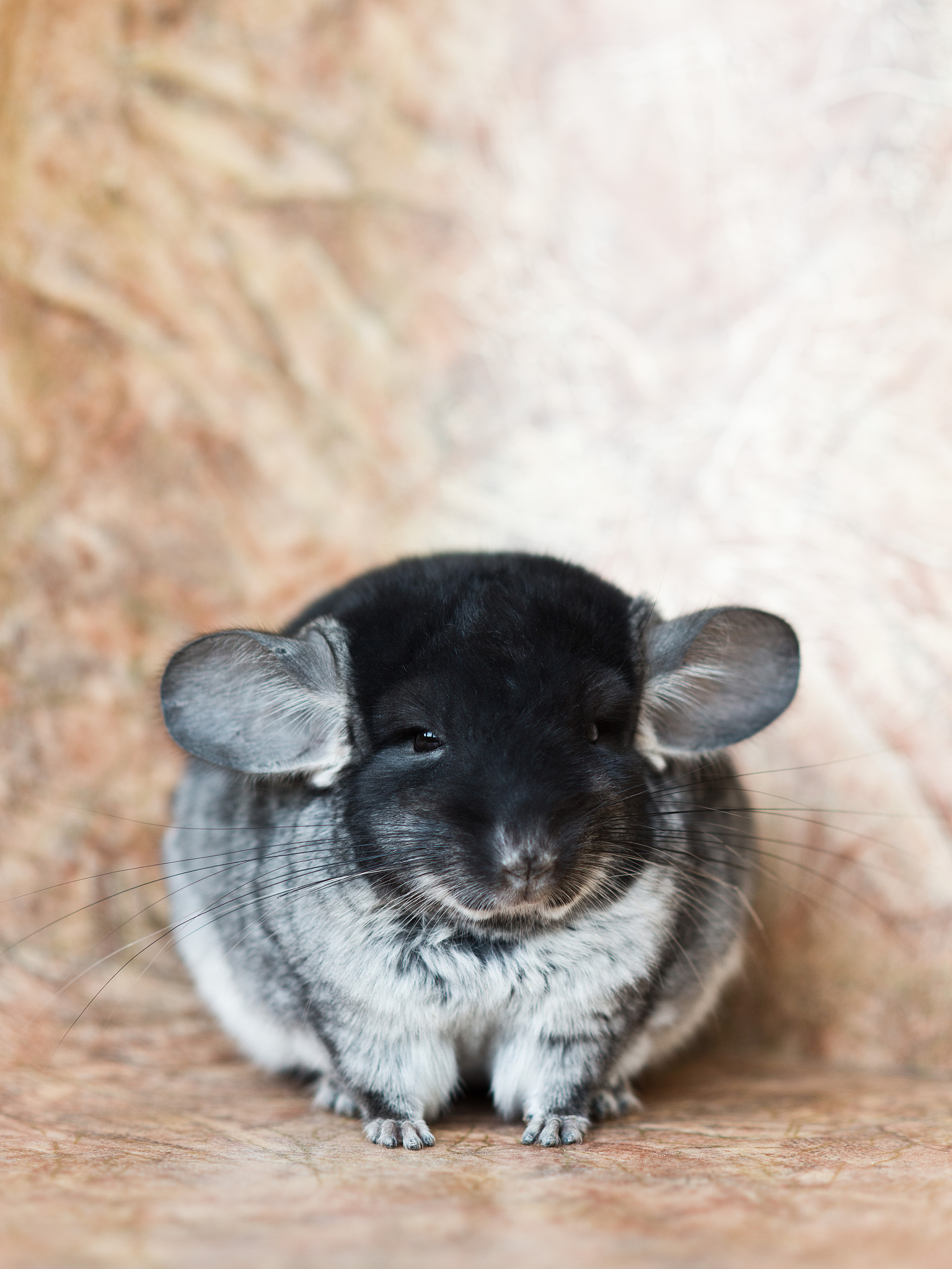 funny face fluffy domestic chinchilla, close-up portrait