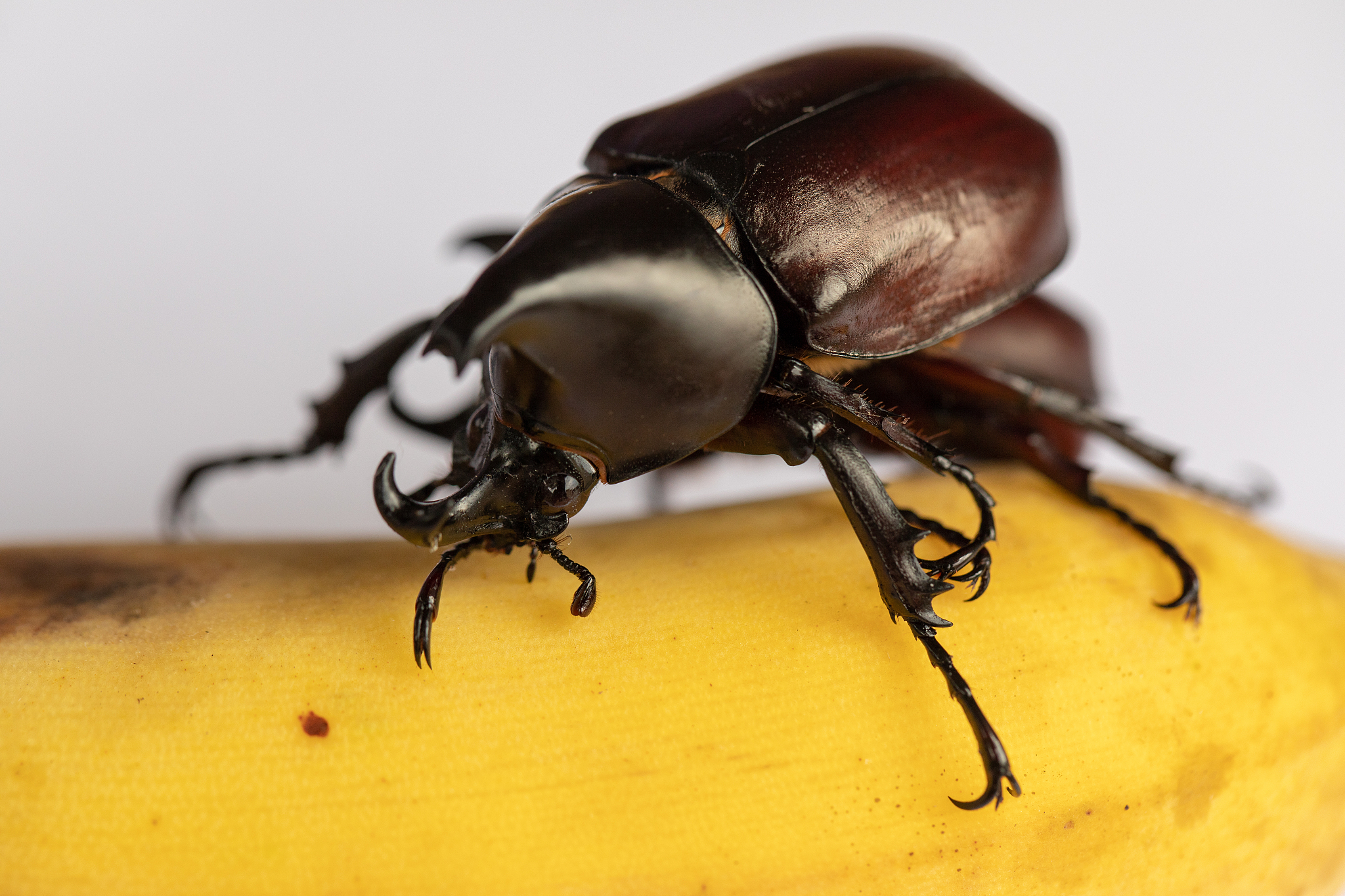 重庆沙坪坝区卫校大专招生：培养优秀医疗人才