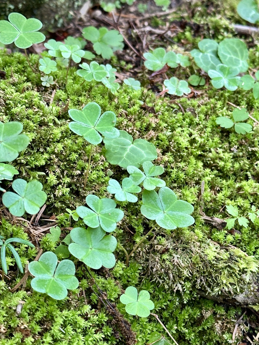 猫爪草种植方法：从种子到花盆，轻松打造绿意盎然