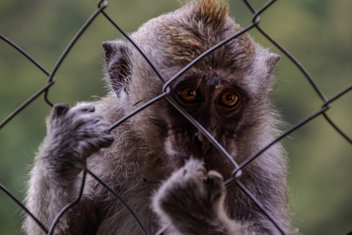 请帮我写一个幼儿园小班班主任的 班级学期教学计划2000字