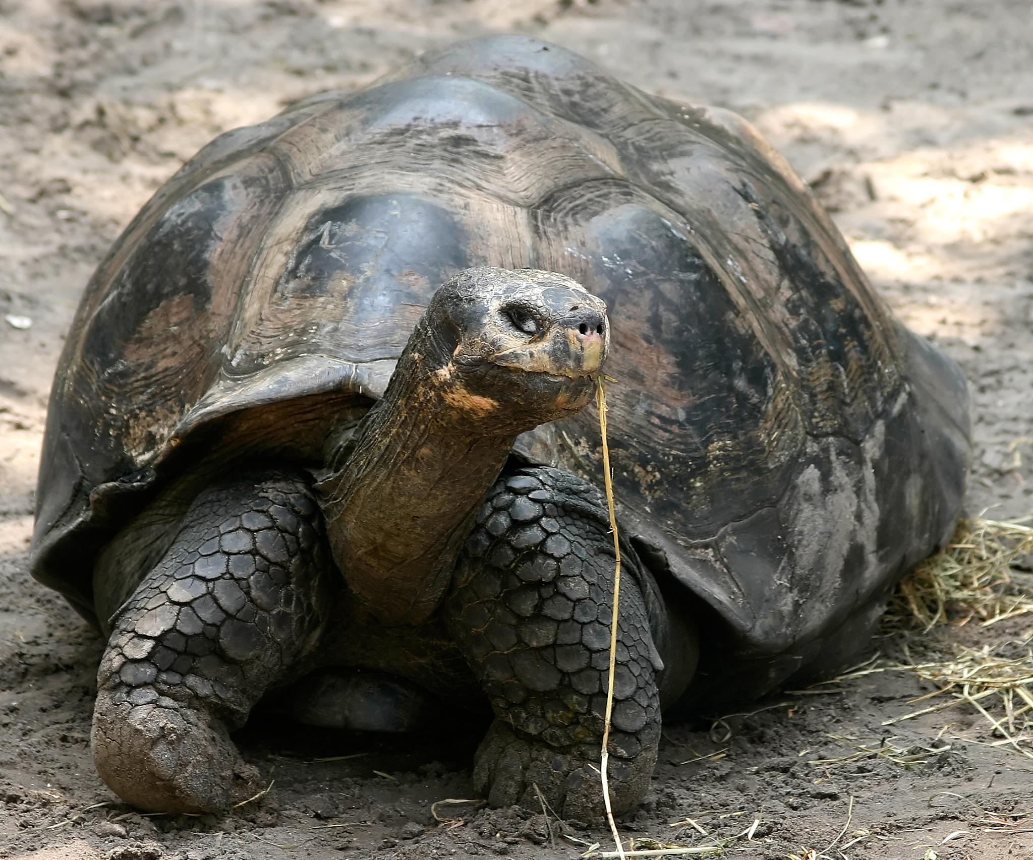 turtle
