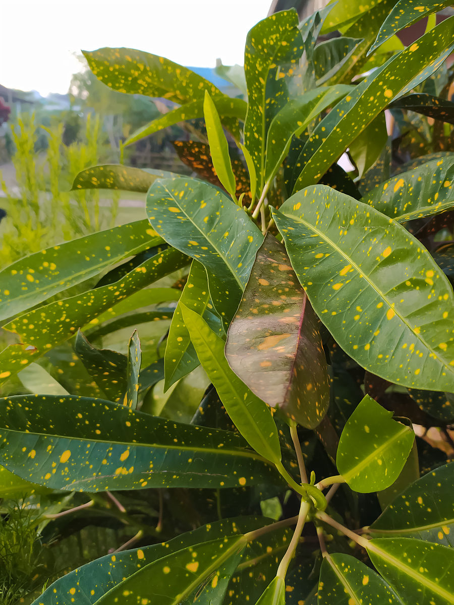 叶子上有斑点的观赏植物,种植在房子前面