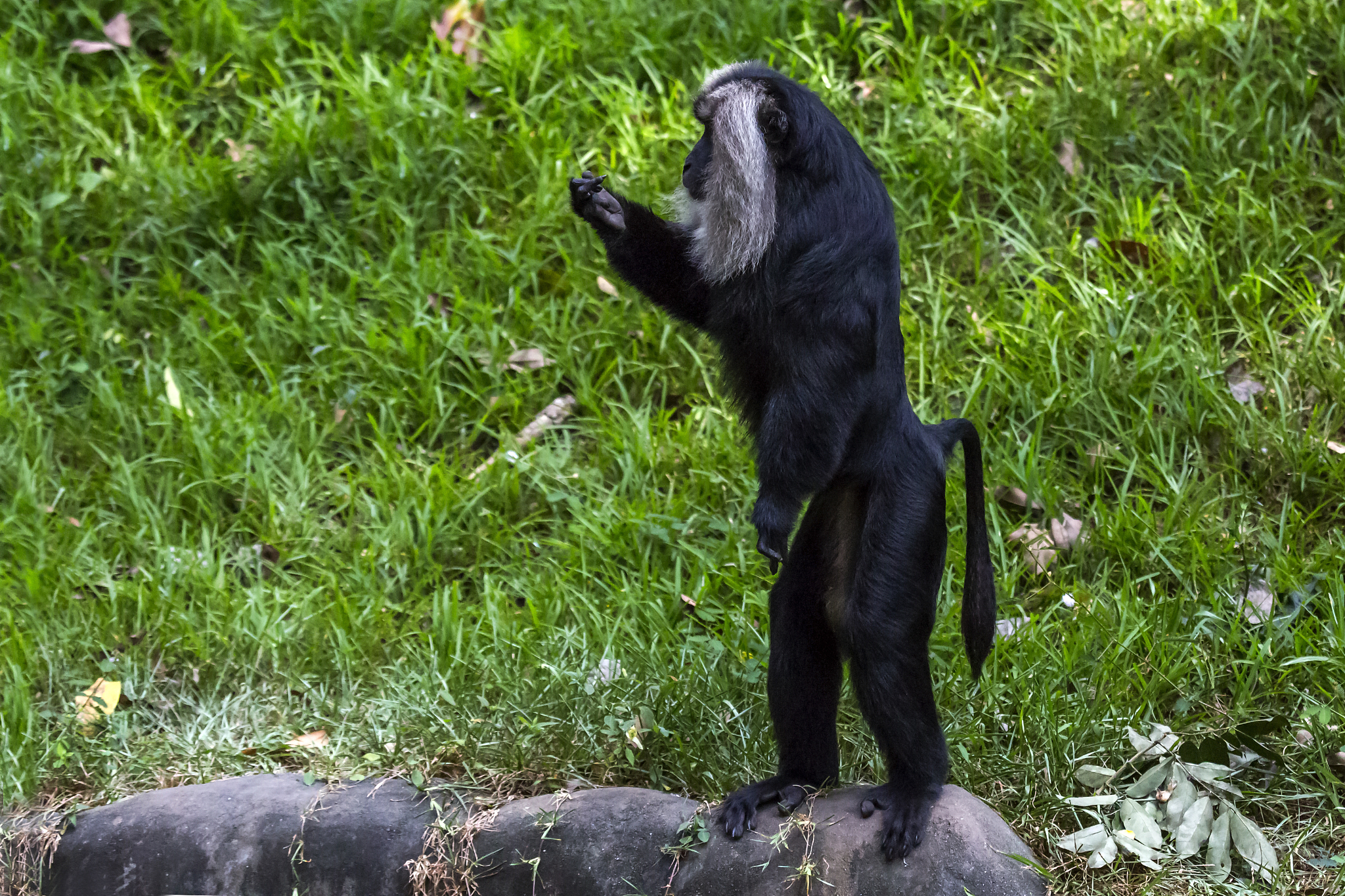 lion-tailed macaque (macaca silenus)