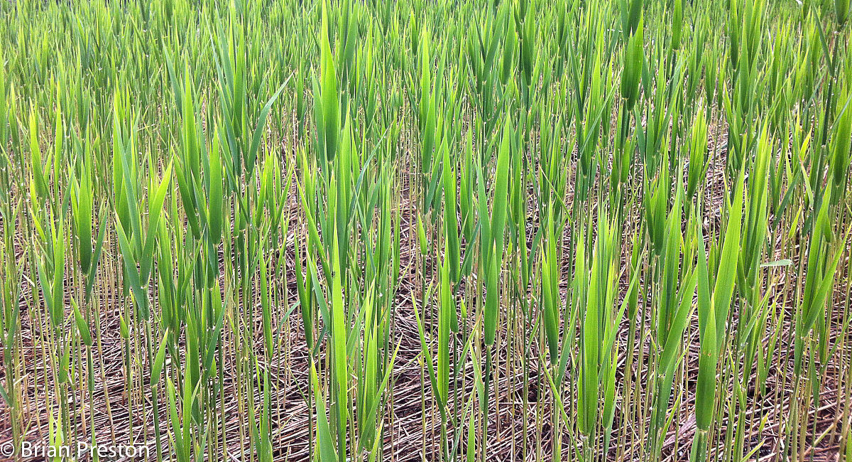 横山县水稻病虫害现状及防治措施