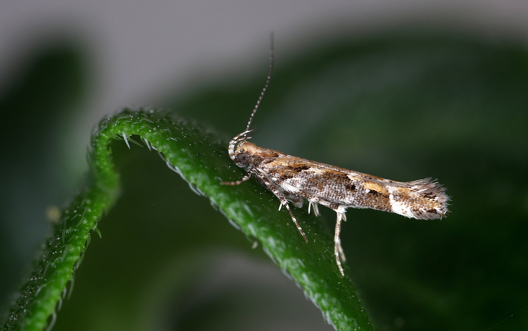 水稻昆虫种类和数量记录表：种类	数量稻飞虱	20稻草螟	15稻纵卷叶螟	16白背飞虱	11稻蝽	6稻叶飞虱	5水稻螟	6稻螟	3绿盲蝽	3稻瘿蚊	5稻绿叶蝉	1计算 群落多样性指数 H’ 均匀性指数 E 丰富度 S 并给出是否具有生物多样性的结论