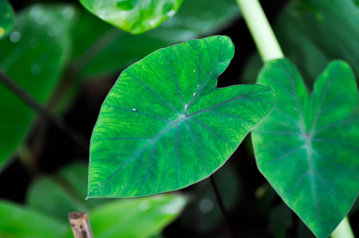 请为我提供角色设计灵感用以下关键词设计一个角色。关键词：中二少女小恶魔黑魔法堕天使角色名：黑羽外貌：黑羽是一个身穿黑色中二风格服装的少女她的头发是深紫色的下面有点卷曲。她有一双黑色的翅膀可以让她在空中飞行。她的眼睛是深红色的看起来非常深邃。性格：黑羽是一个非常中二的少女总是喜欢表现自己的黑魔法。她非常喜欢恶作剧而且喜欢用自己的魔法来玩弄别人。她有点自恋总是认为自己是最强的。但是在内心深处她其实非常