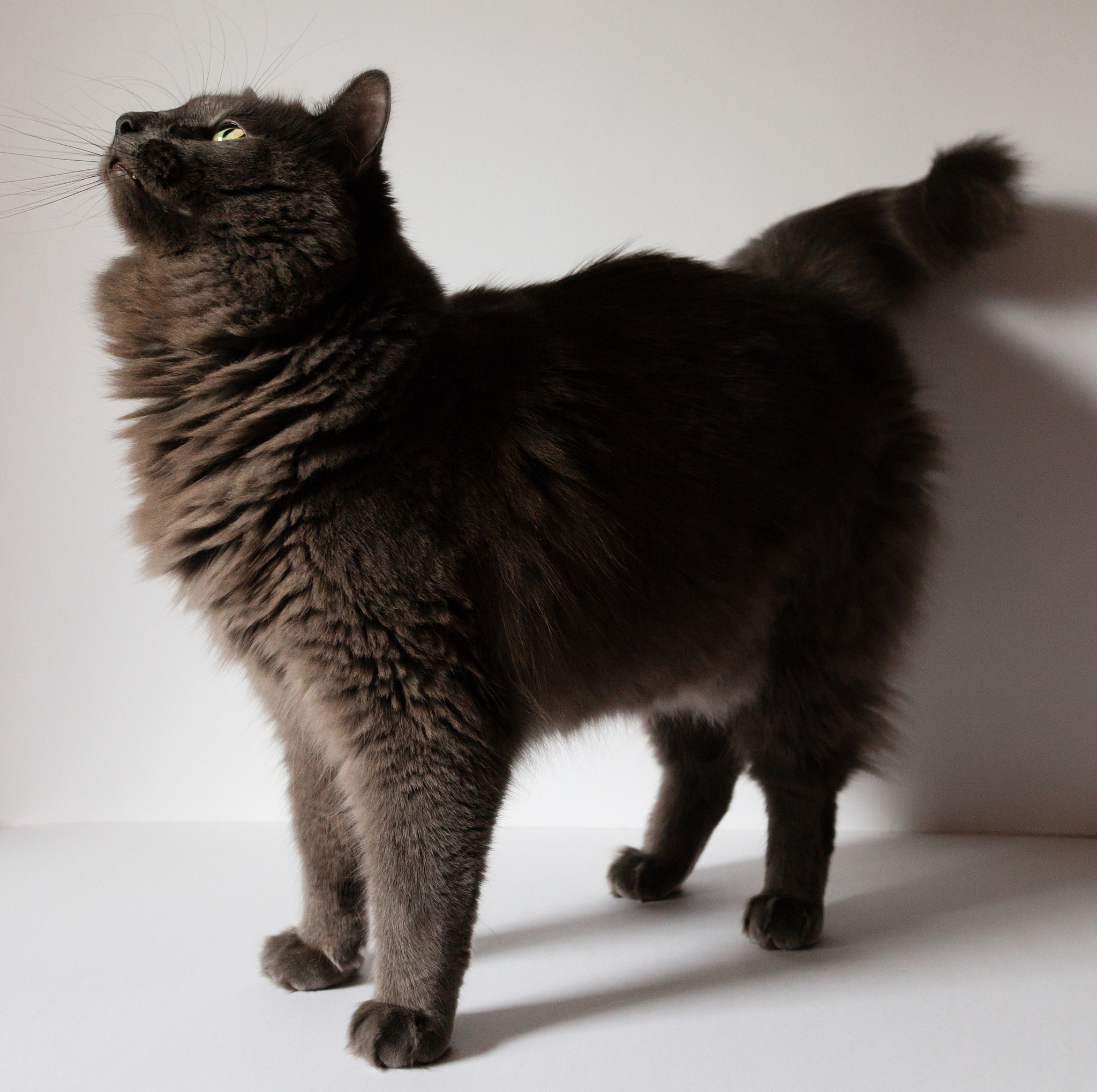 <strong>猫</strong>,灰发,水平画幅,小的,可爱的,嬉戏的,猫科动物,物理位置,哺乳纲