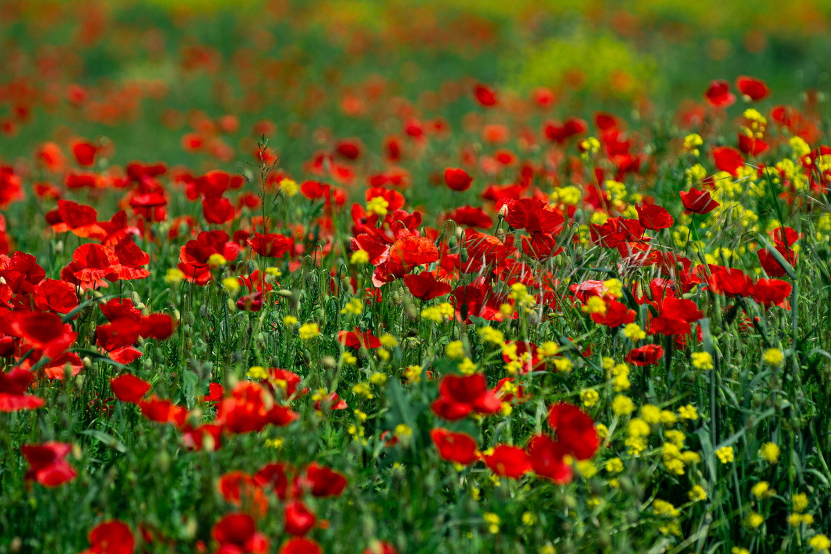 虞美人这么种植没人会不爱！