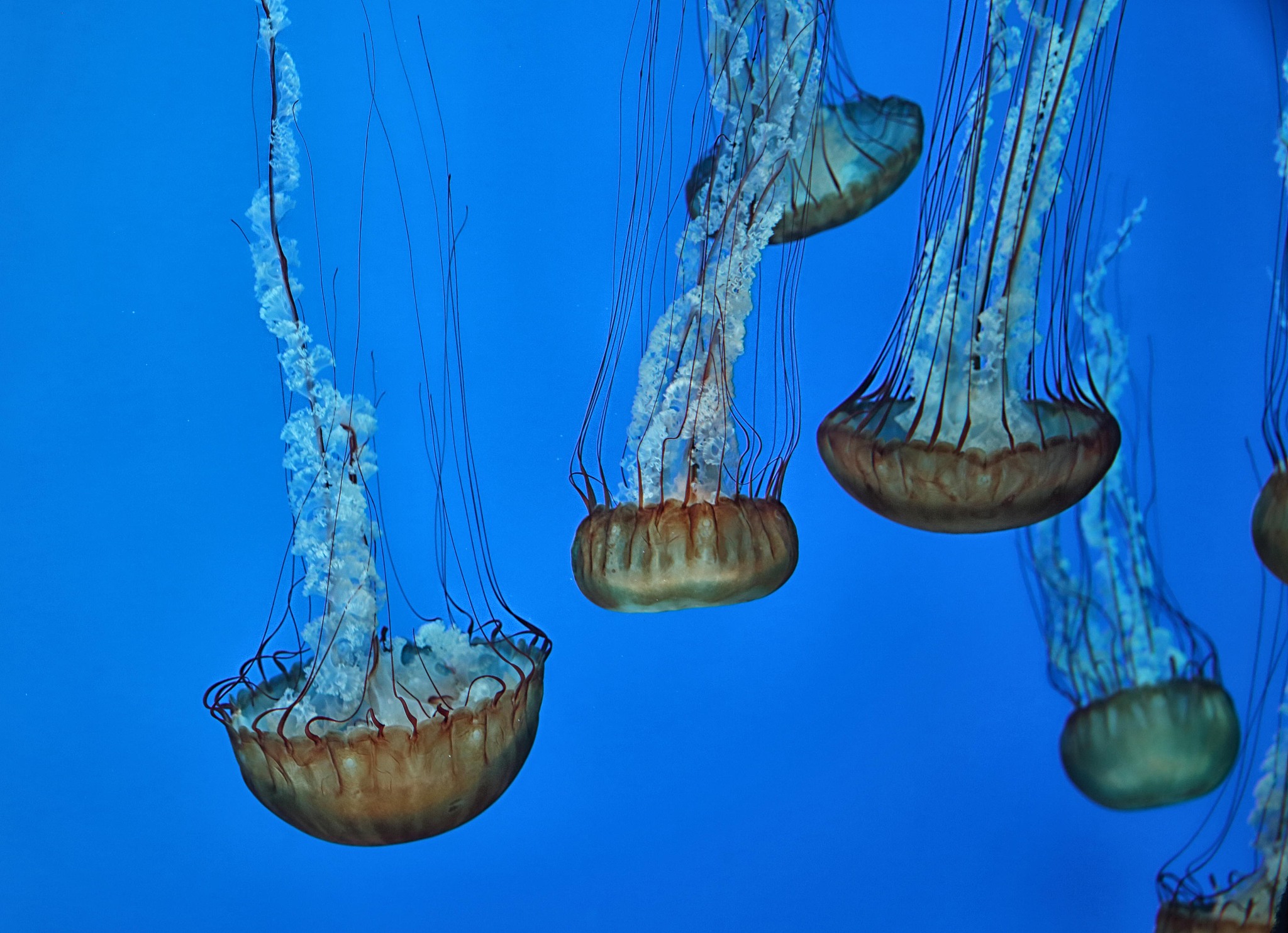 海洋潮汐灵感来源：观察、科学、历史和美