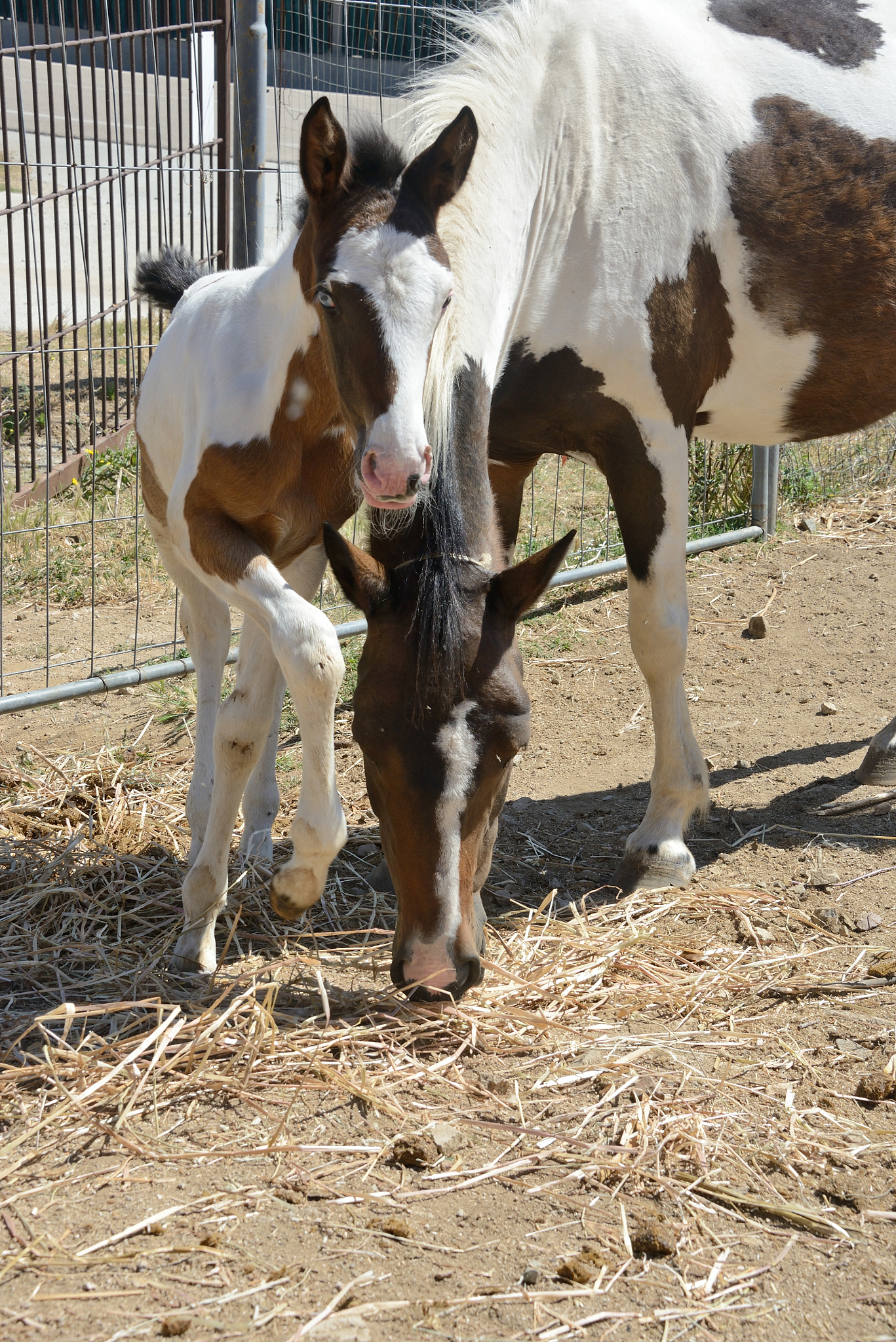 母马怀孕后期体重下降无法站立？可能是产前营养不良！