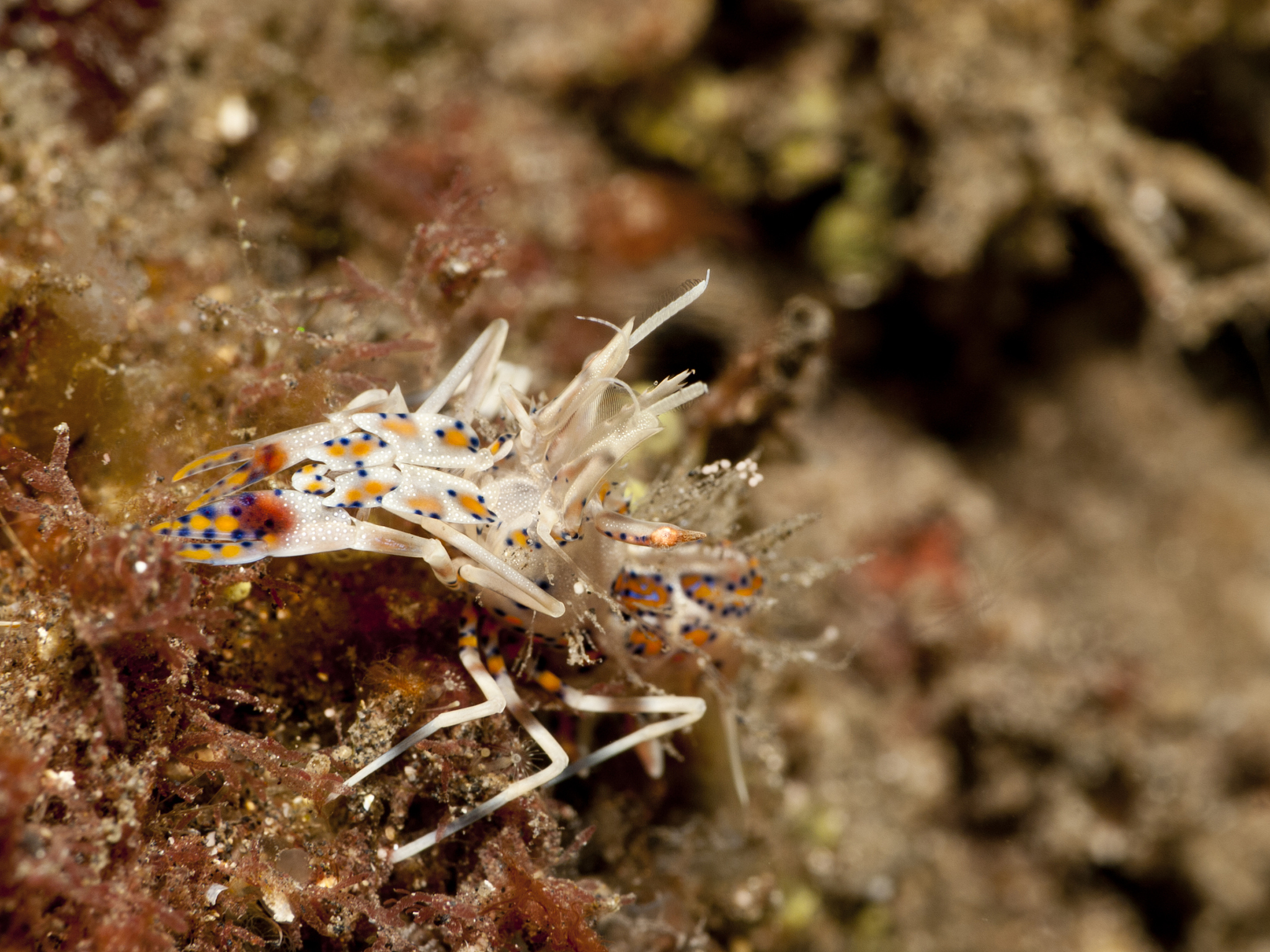 Shrimp Cargo Damage Analysis: Unlikely Due to Transportation