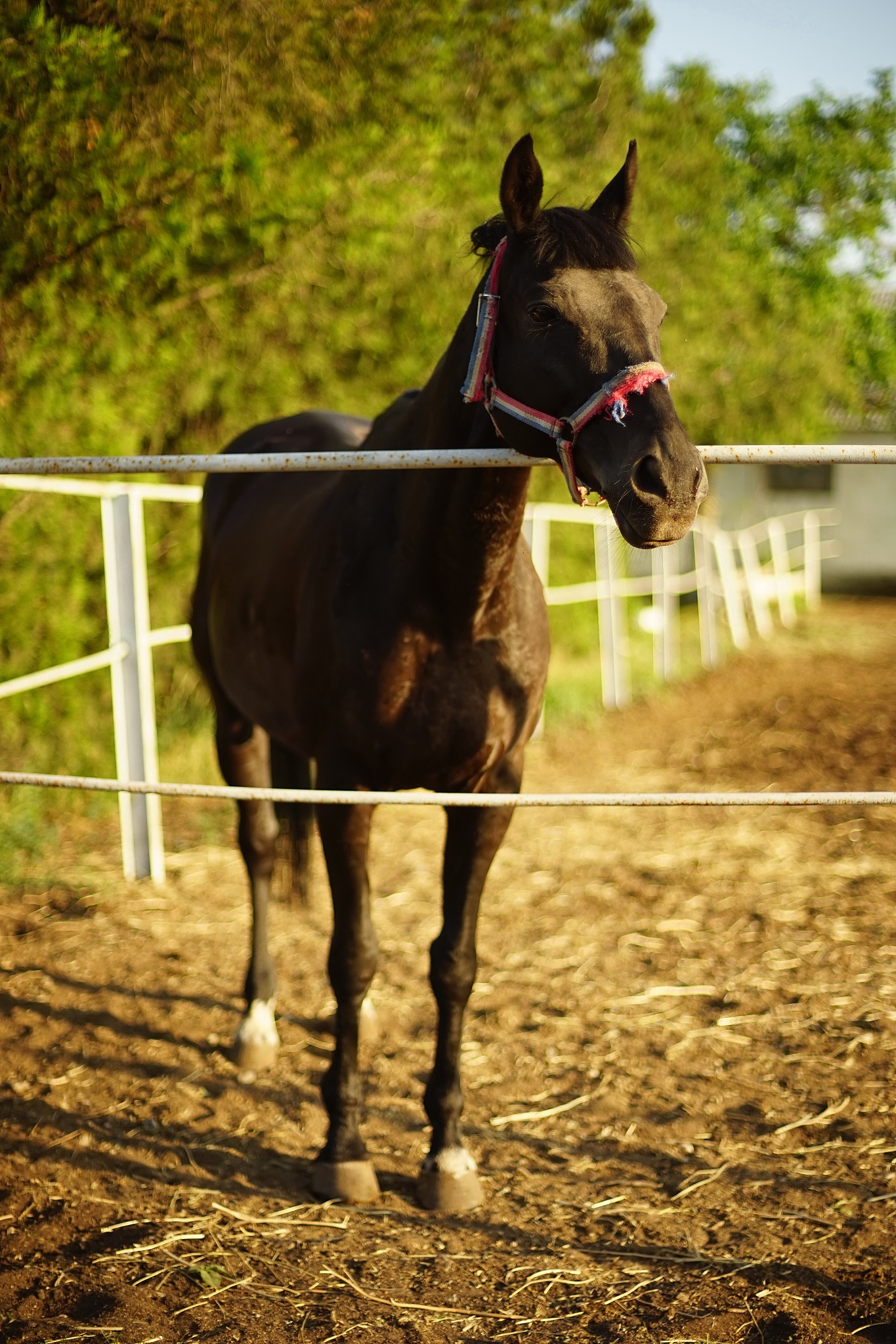 portrait of bay horse grazes in corral at sunny summer day.