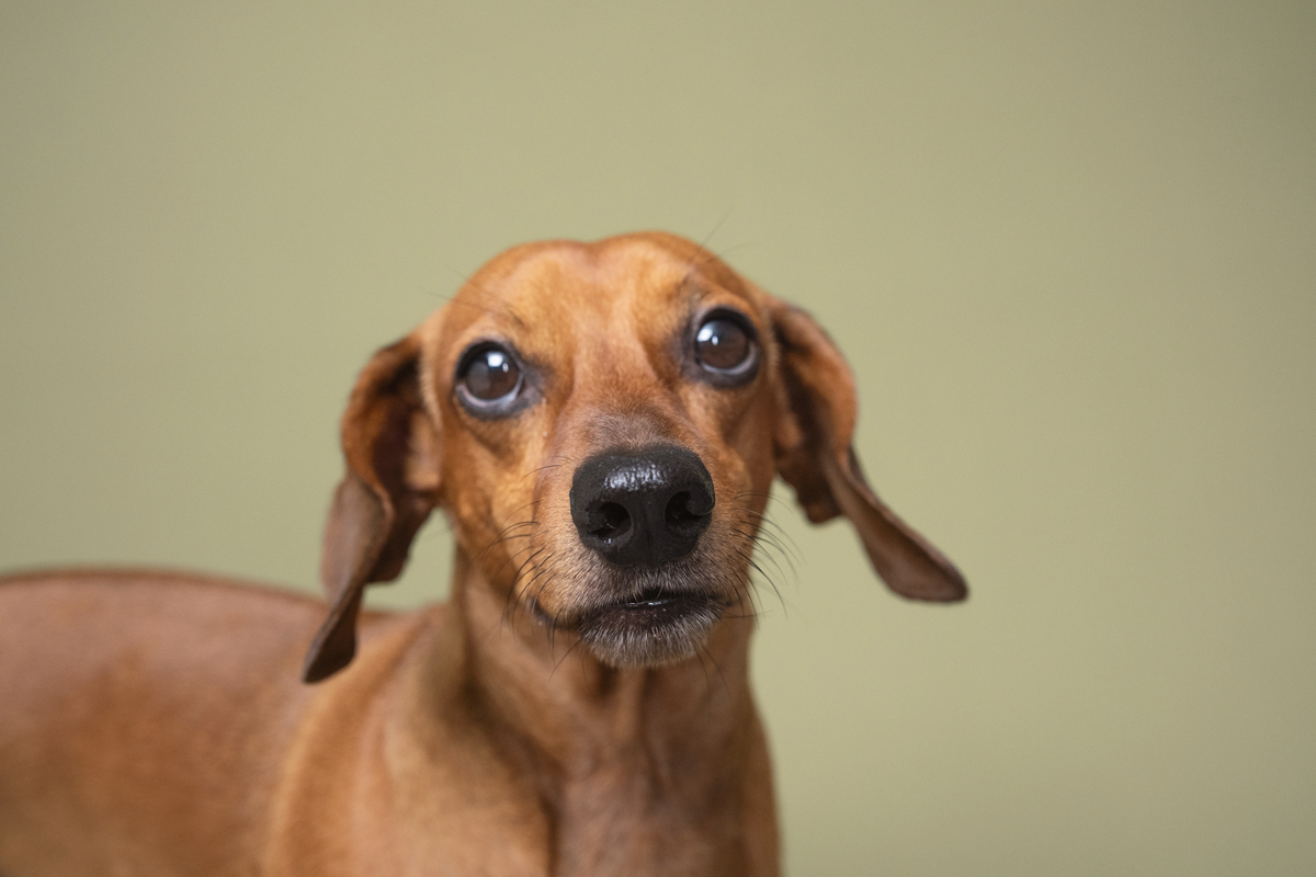 写10条关于宠物重要性的文章长标题