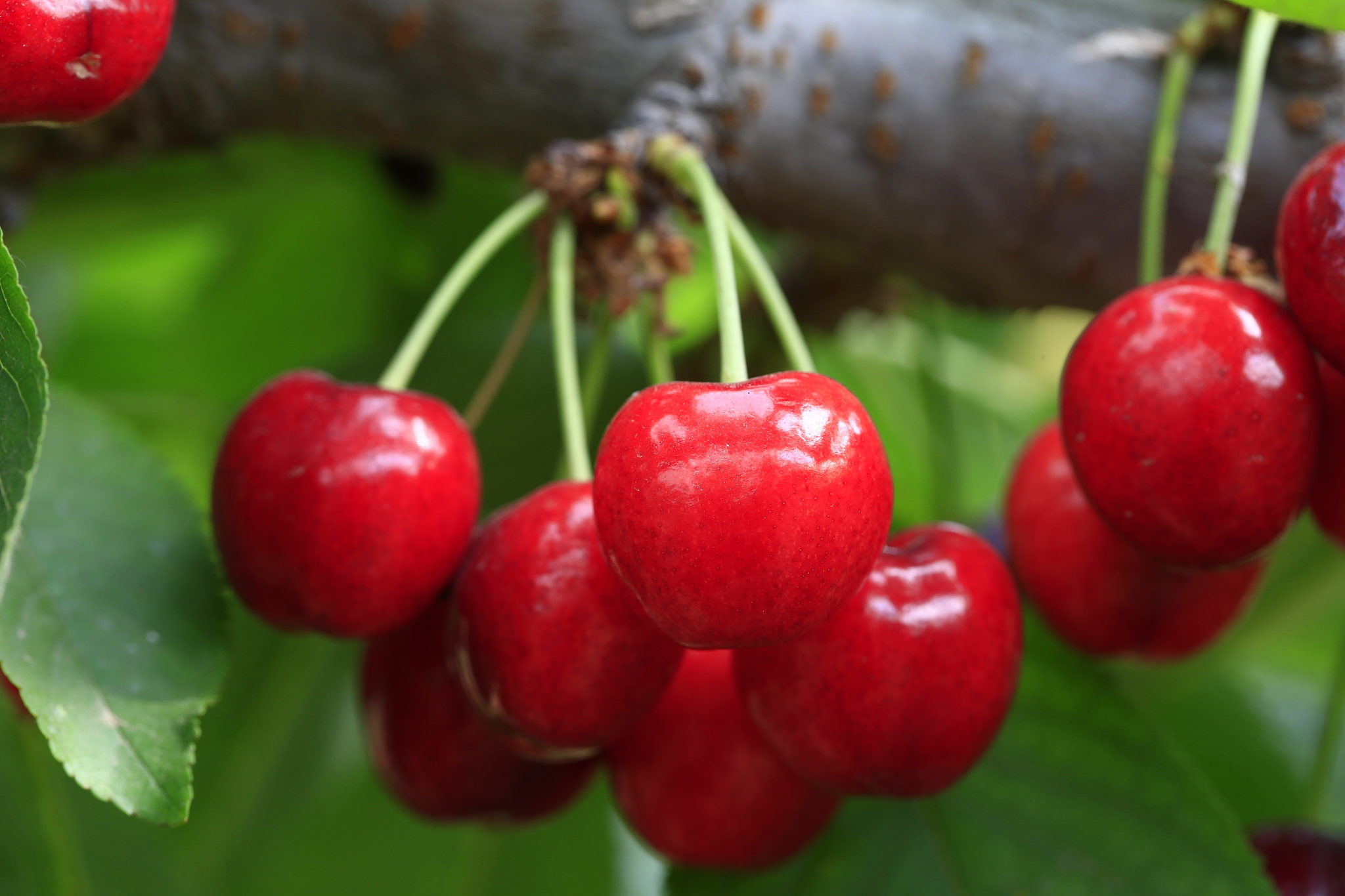 large cherry