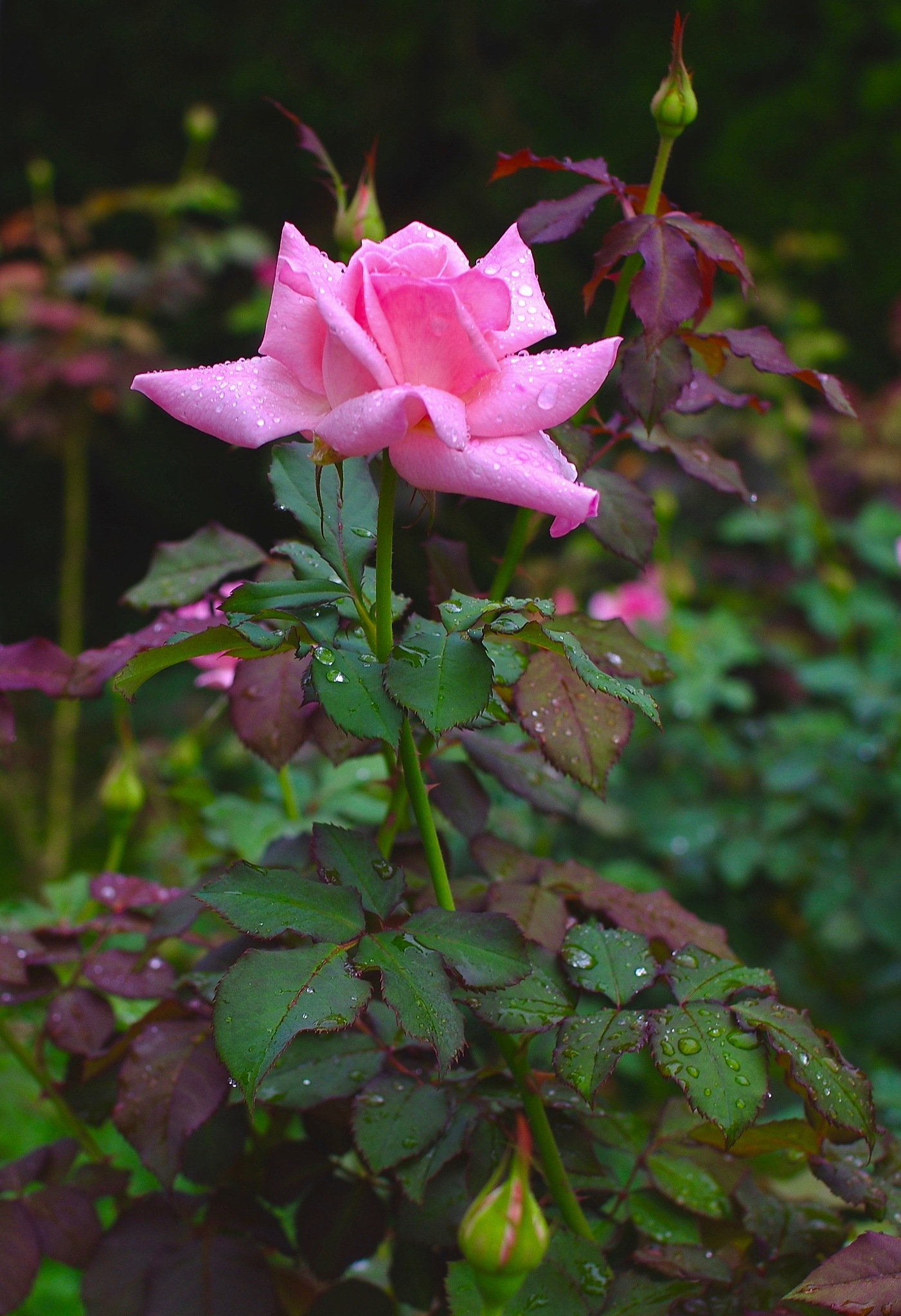 玫瑰花一年开几次？如何延长花期？