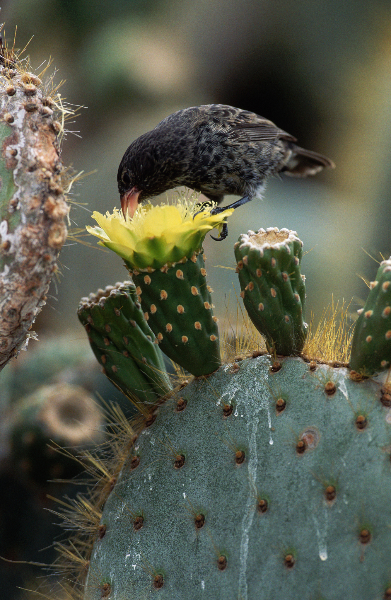 finch eating nectar from a cactus flower