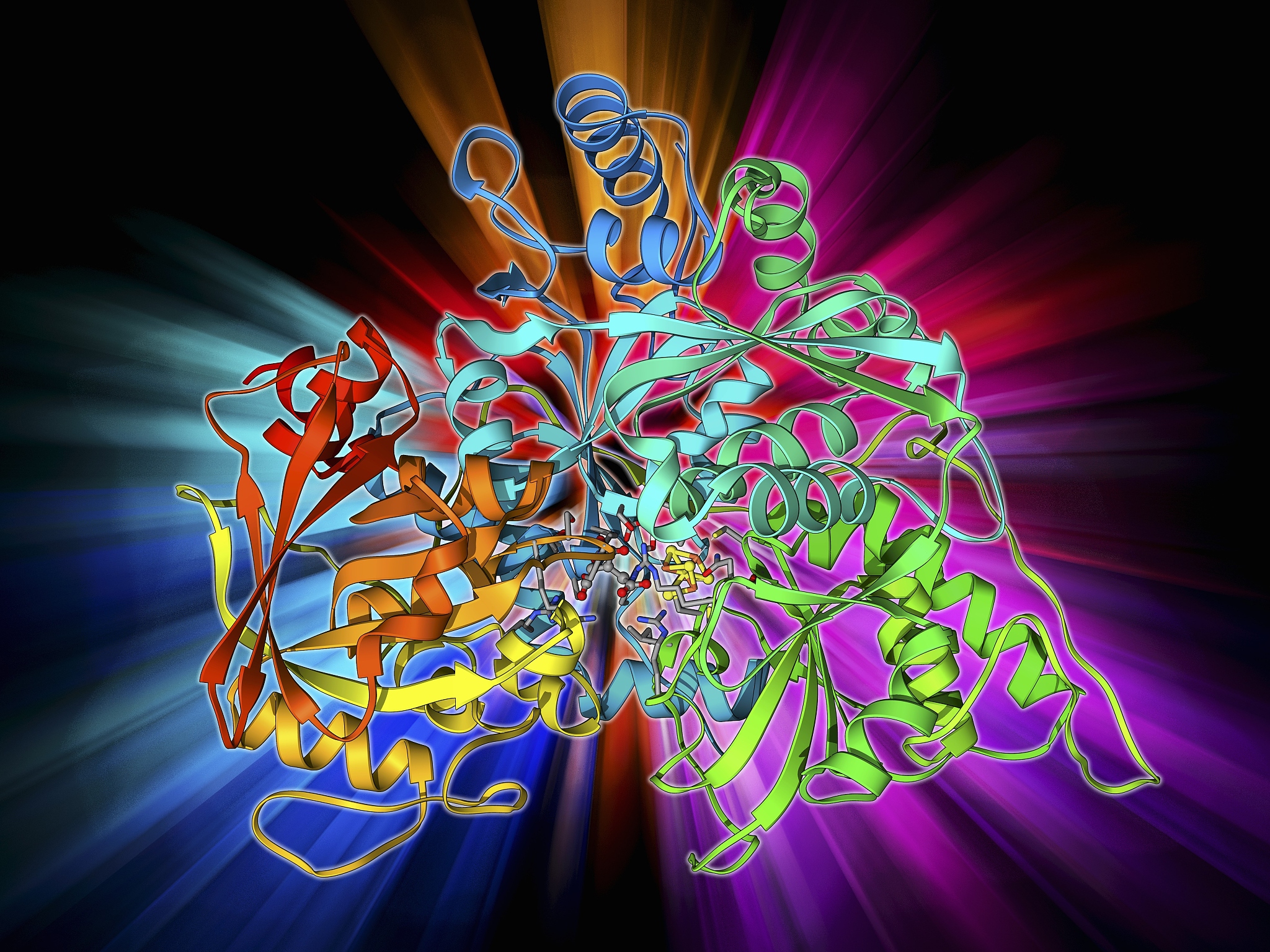klk1、klk8和klk10的剪切位点分别是什么