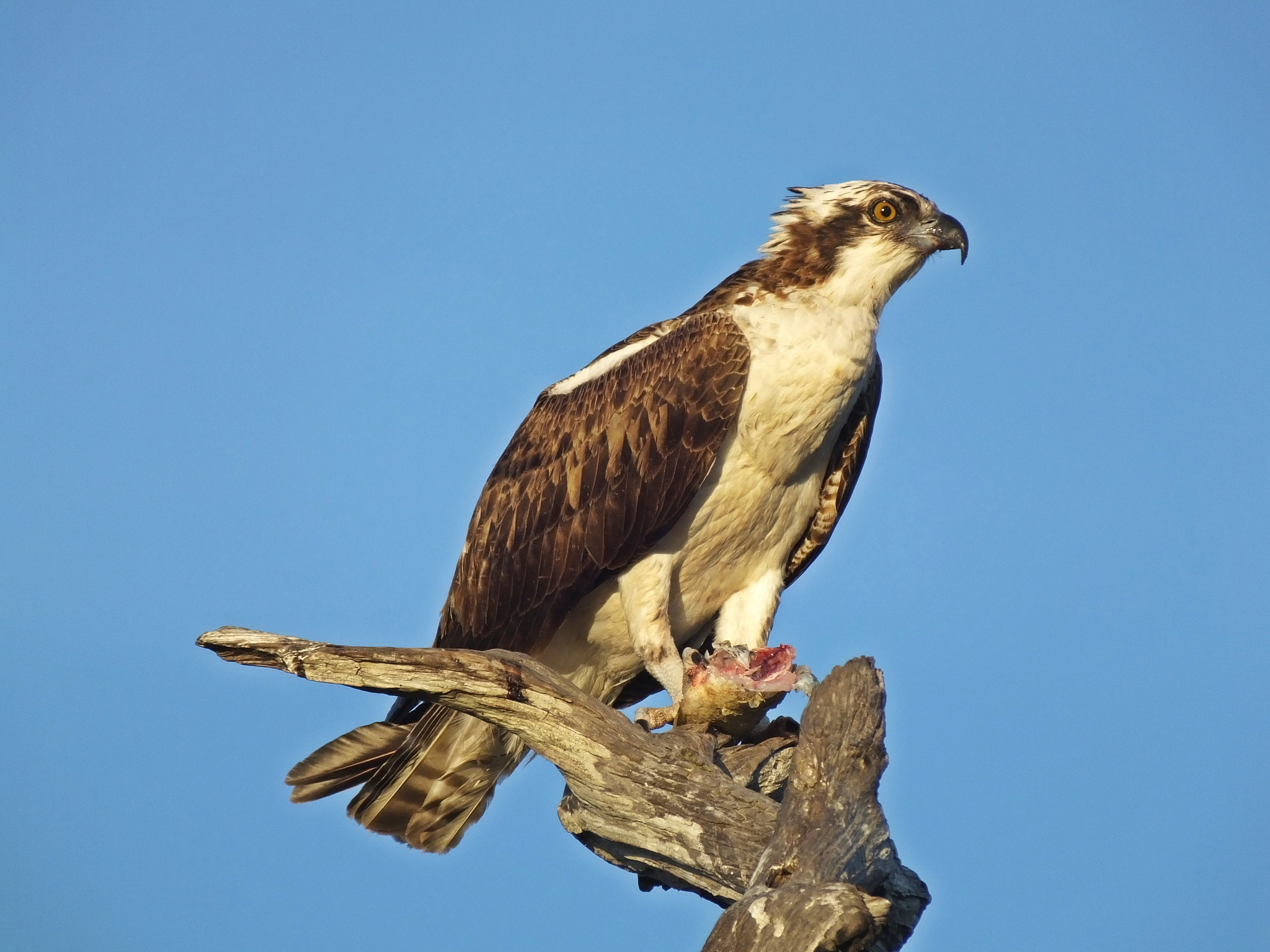 怎样使用ae扣图