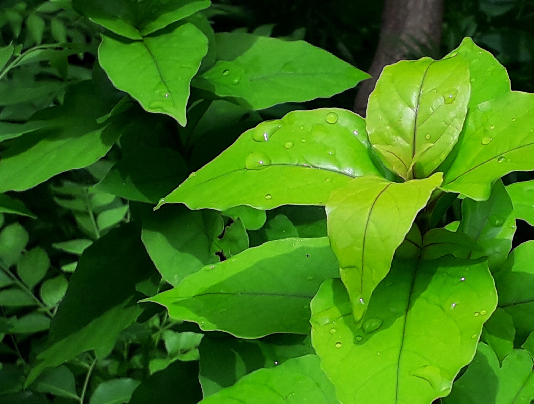 green leaves of a jungle tree and rain drops are on the leaves