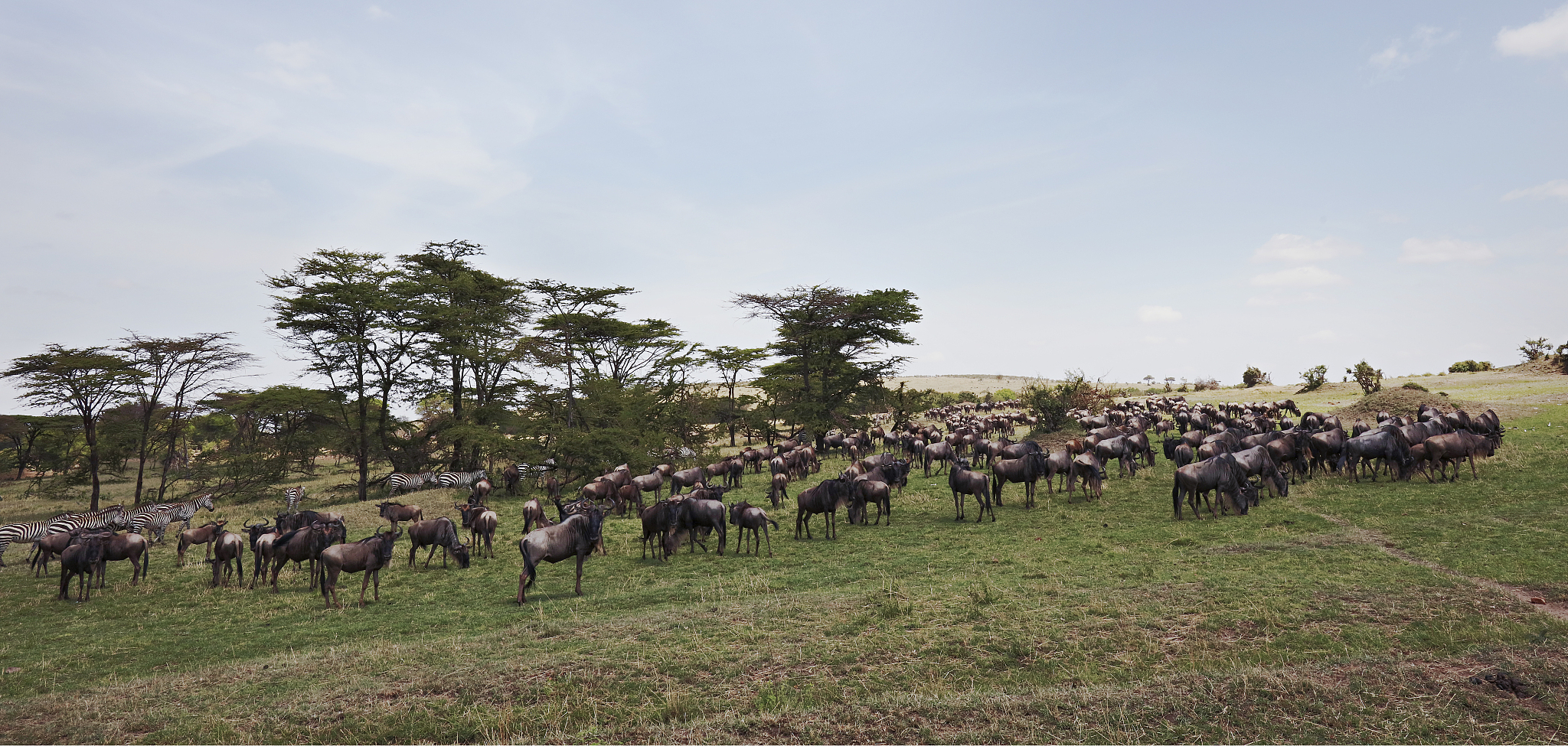wildebeest herd grazing with zebras in background in serengeti n