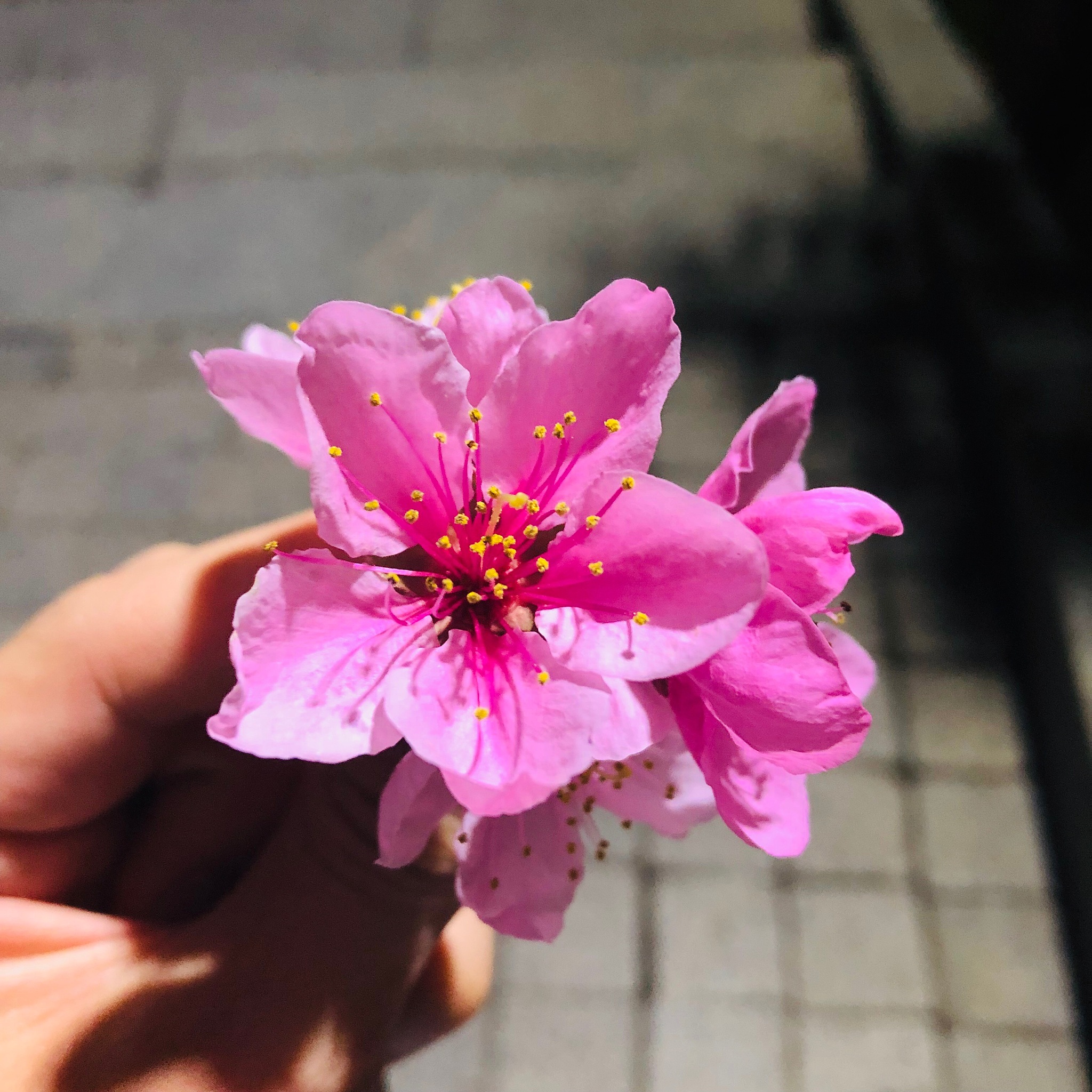 cropped hand holding pink flowers