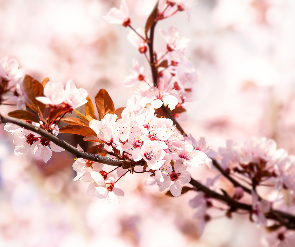 樱花诗句：赏樱诗歌精选，感受春光烂漫