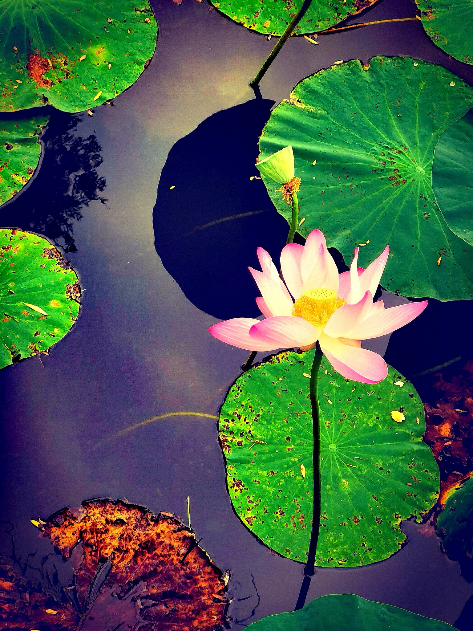 月光下的荷塘：静谧与美丽