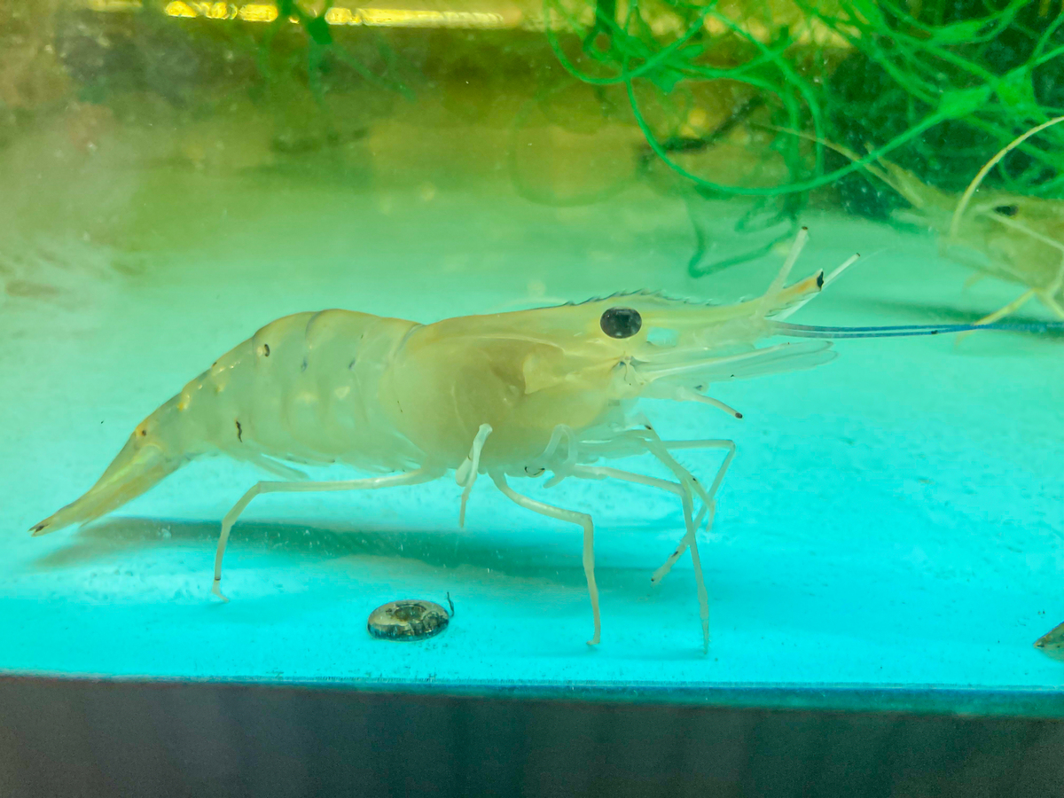 死虾与活虾有什么区别？