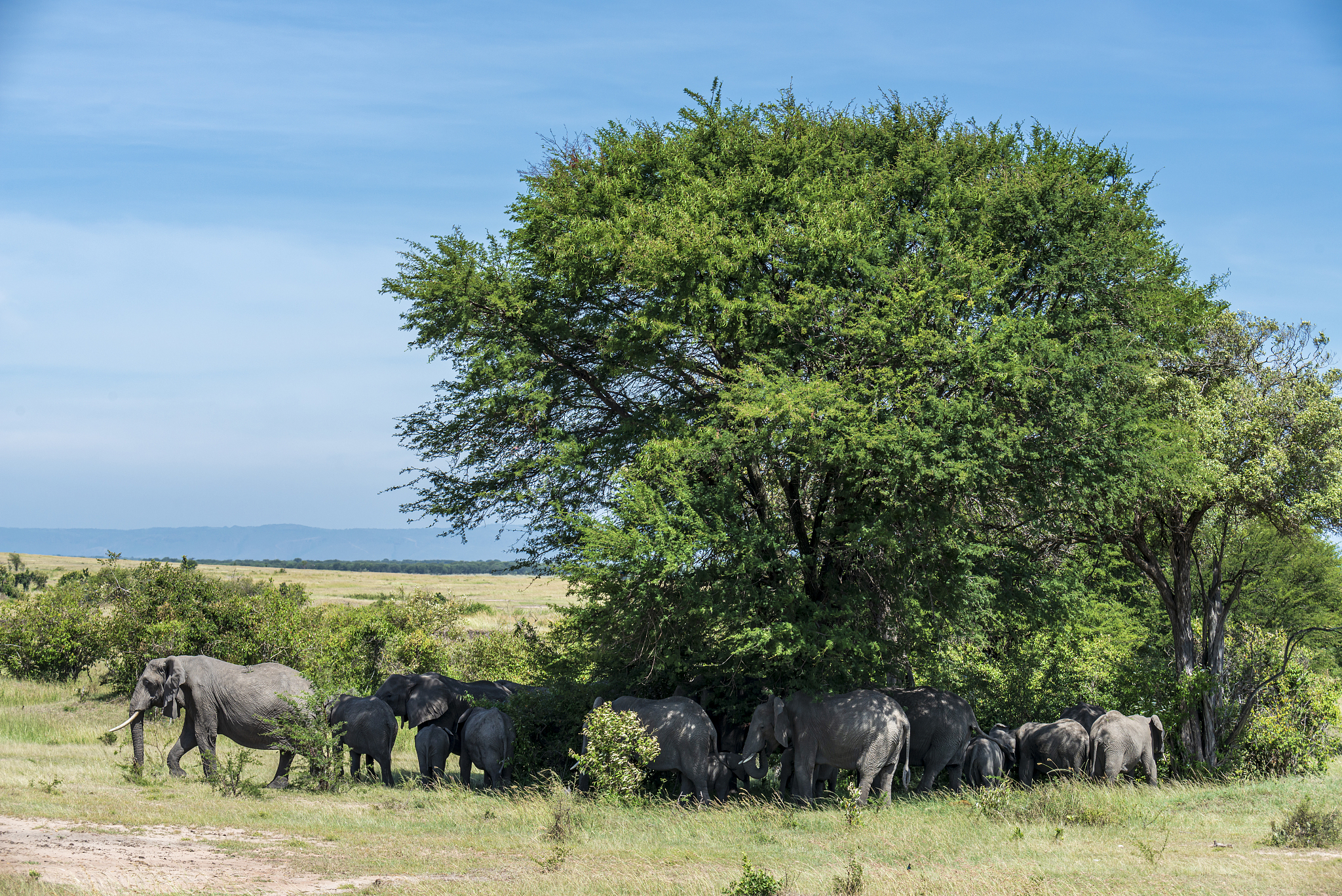 african elephant herd in the serengeti plains