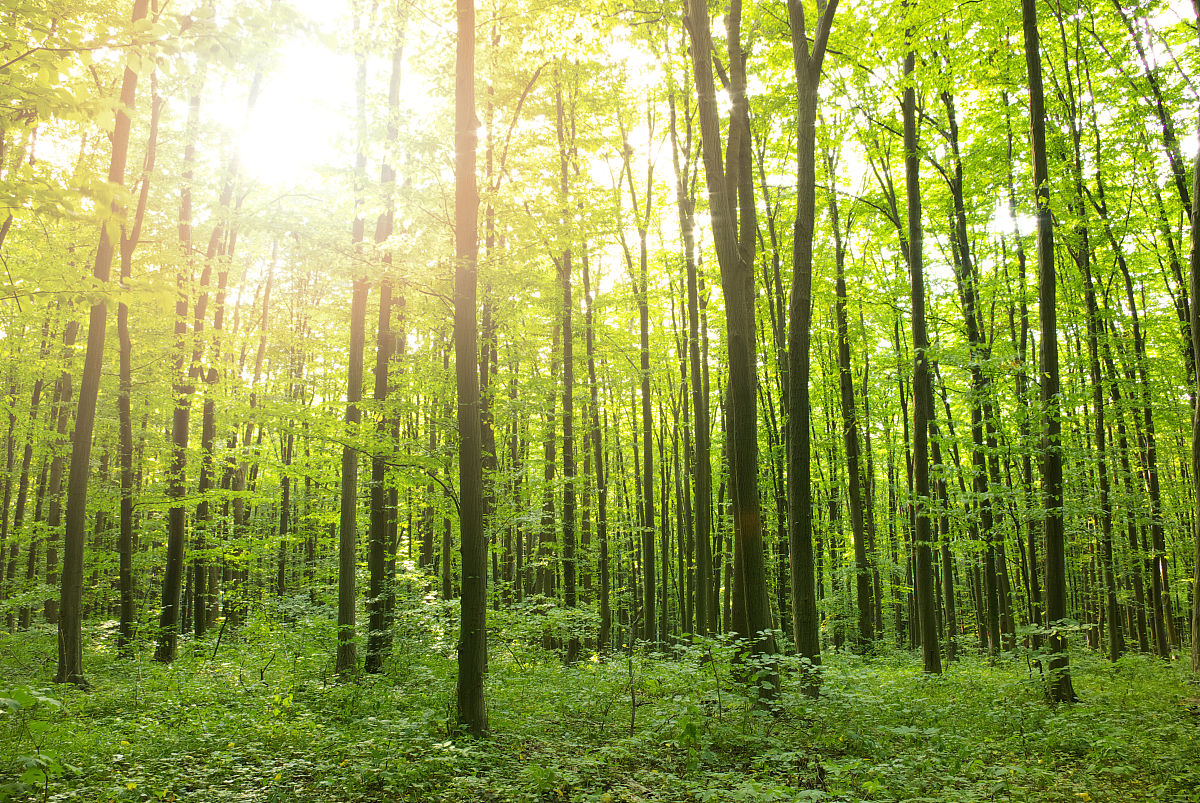 Forest Policy and Economics期刊的研究范围? Forest Policy and Economics期刊的研究范围?
